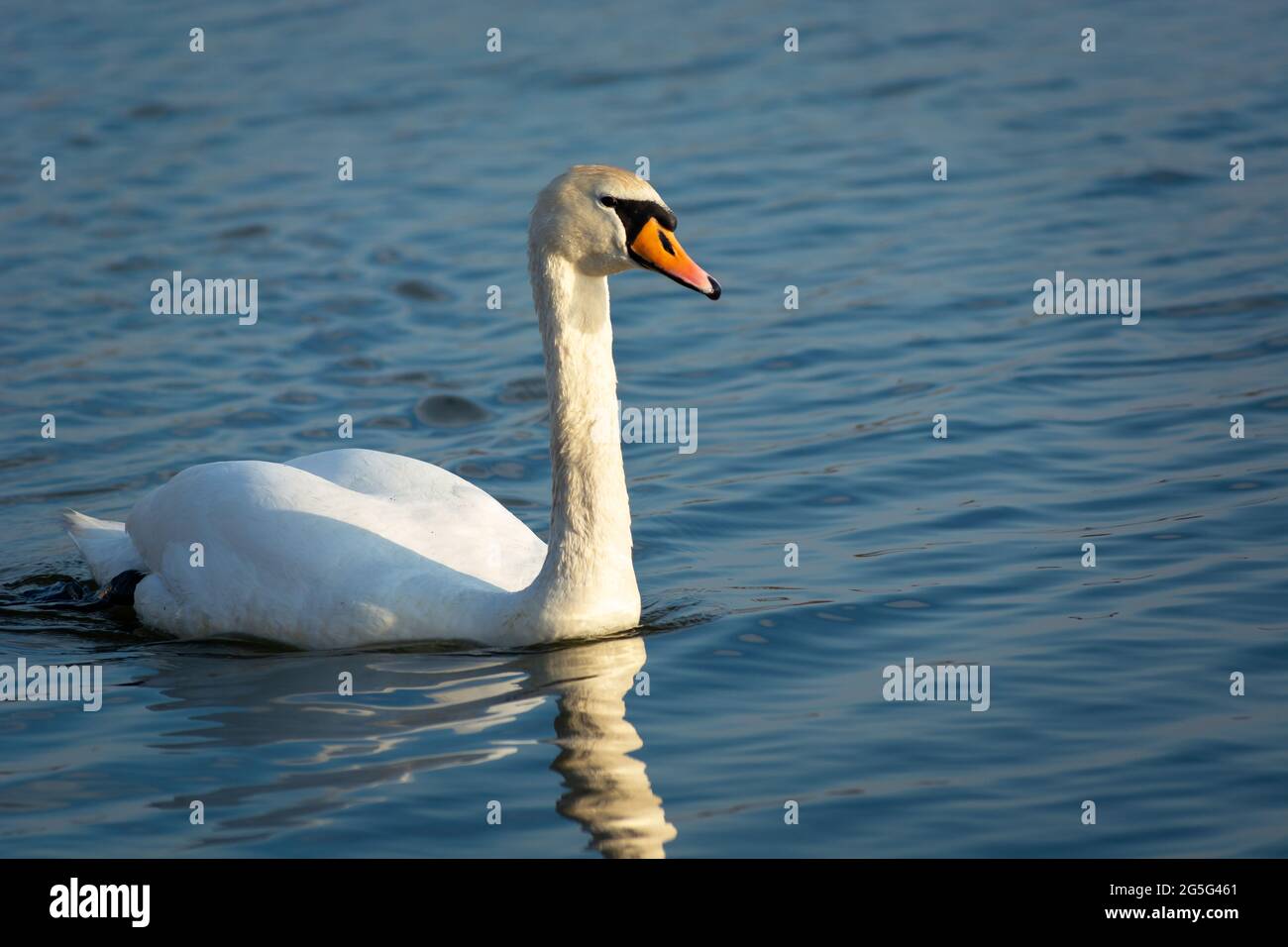 White single swan swimming on the water, Stankow, Lubelskie, Poland Stock Photo