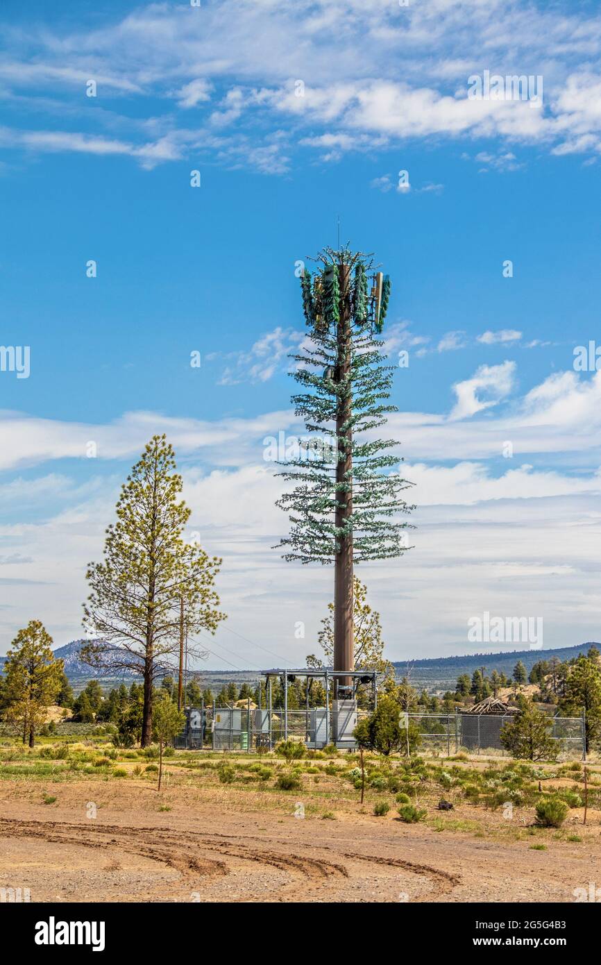 5g tower tree disguise