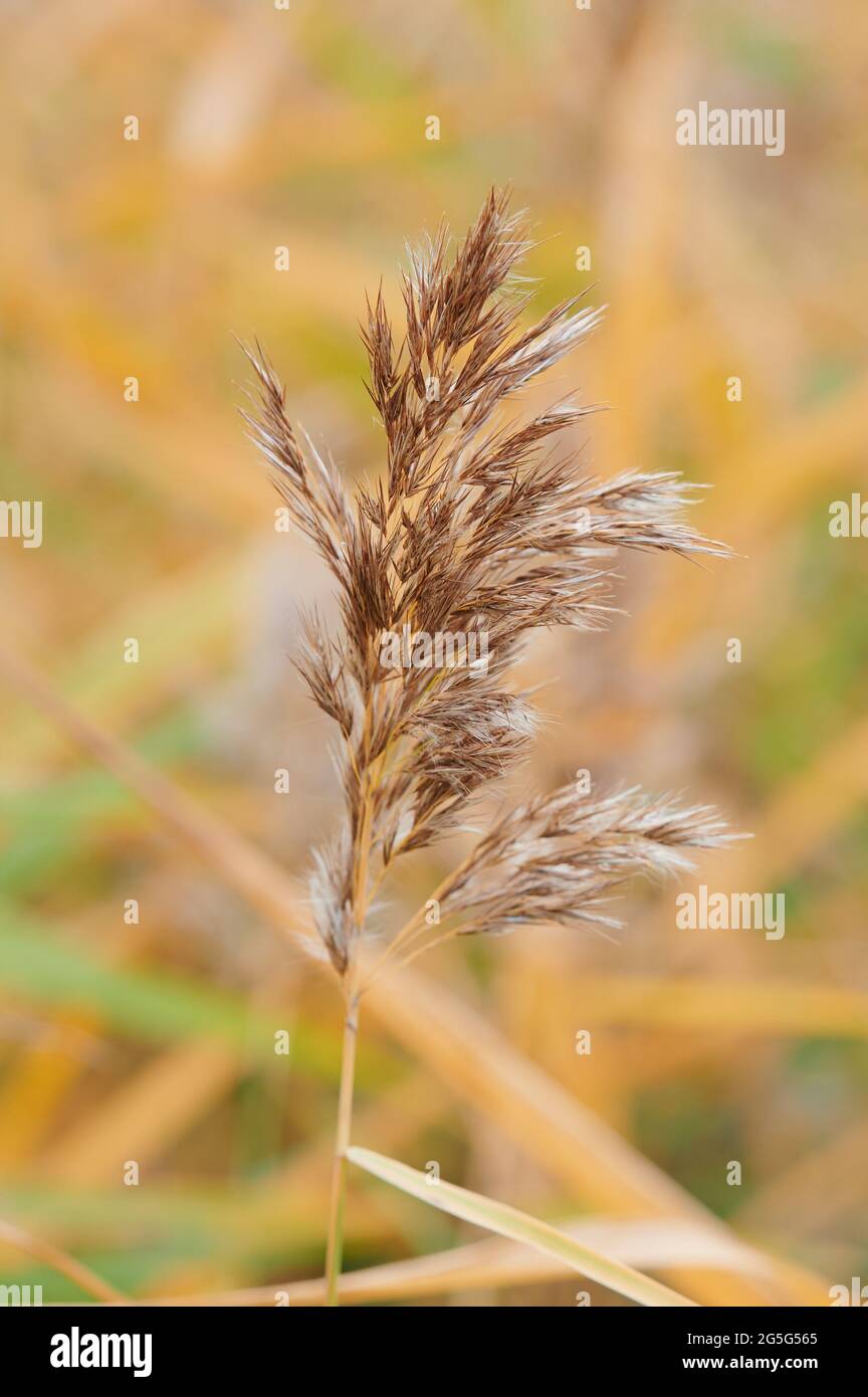 Late blooming hi-res stock photography and images - Alamy