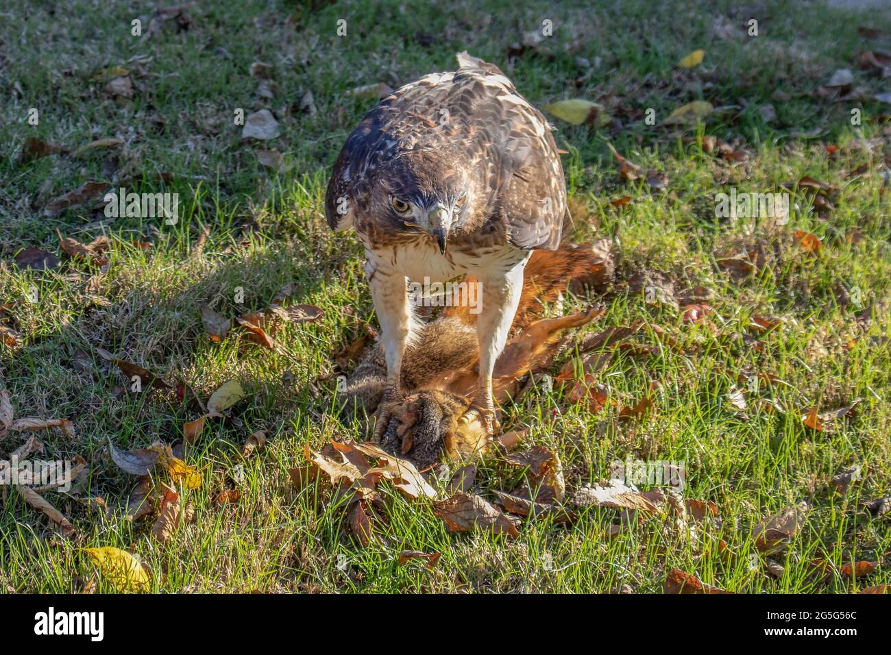 Red tailed hawk standing on dead squirrel it is eating with claws clutched around its head in grass with fall leaves Stock Photo