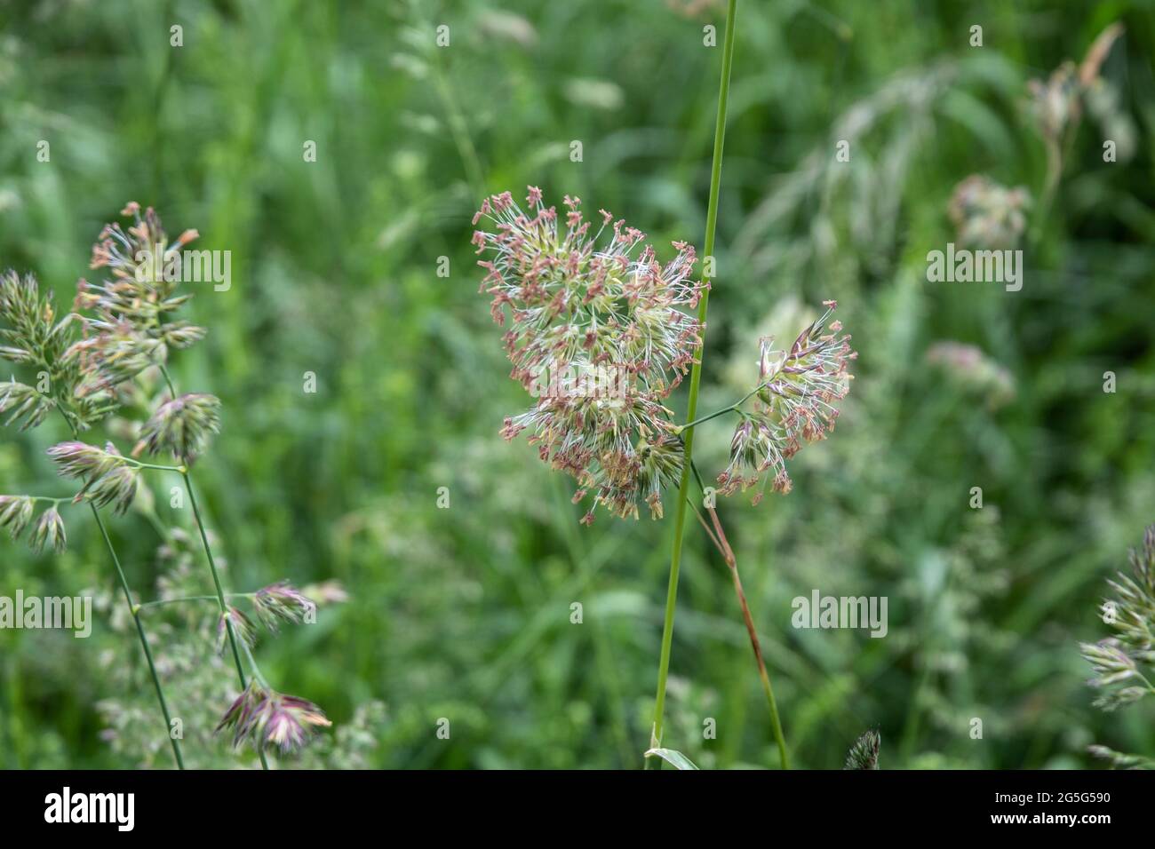 close-up of the panicle flower of an orchard grass in a meadow in springtime Stock Photo