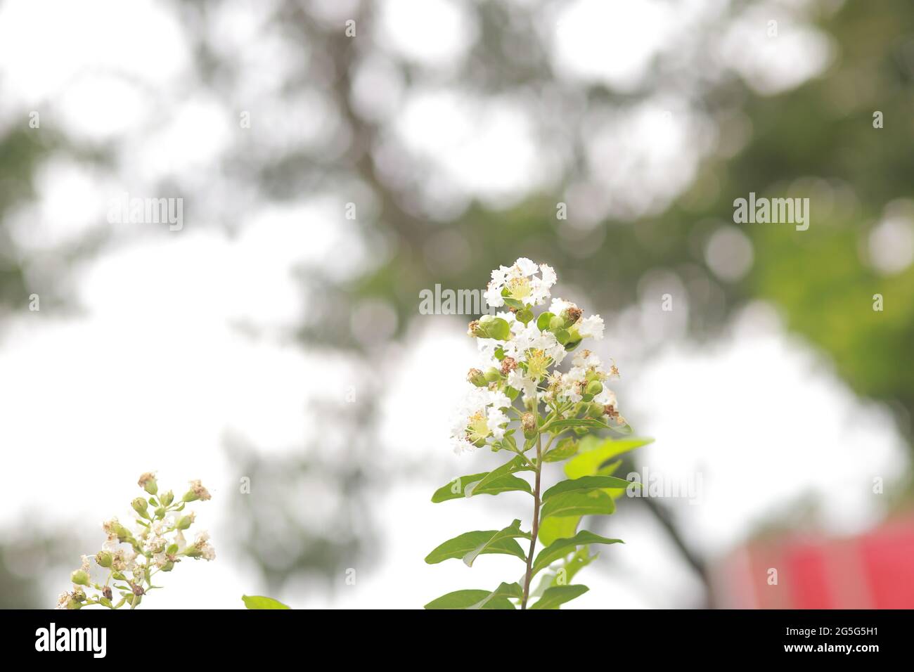Lagerstroemia Indica Crape myrtle flowers  Lythraceae deciduous tree Stock Photo