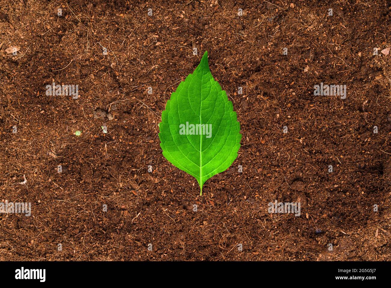 A green leaf on wet land Stock Photo