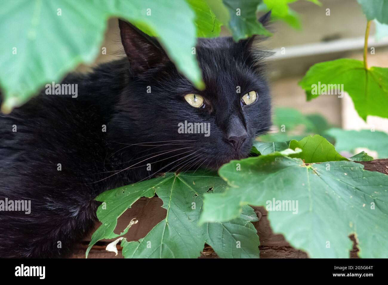 Black Cat hidden by leaves watching the world go by Stock Photo