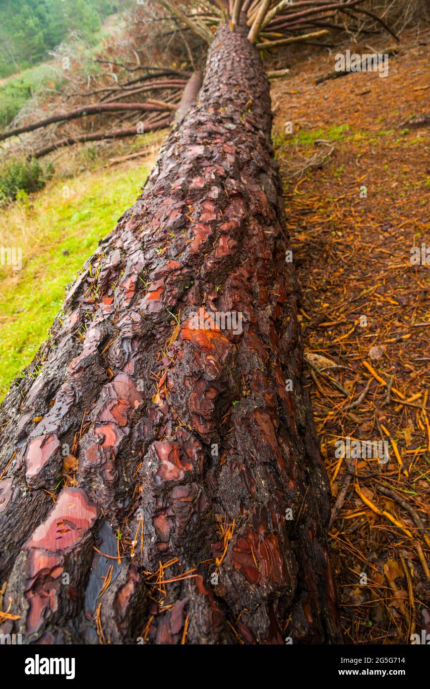 Pine tree trunk. Stock Photo