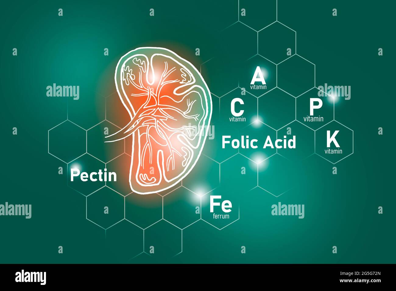 Essential nutrients for Spleen health including Pectin, Folic Acid, Vitamin P, Ferrum. Design set of main human organs on deep green background. Stock Photo
