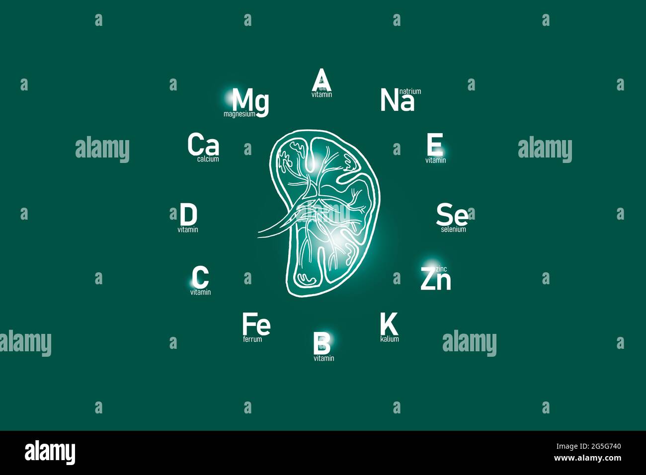 Stylized clockface with essential vitamins and microelements for human health, hand drawn Spleen, deep green background. Stock Photo