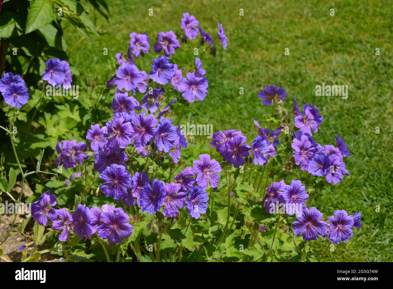 Hardy geranium, or Cranesbill magnificum Rosemoor, plant with delicate  purple flowers in a summer garden border Stock Photo