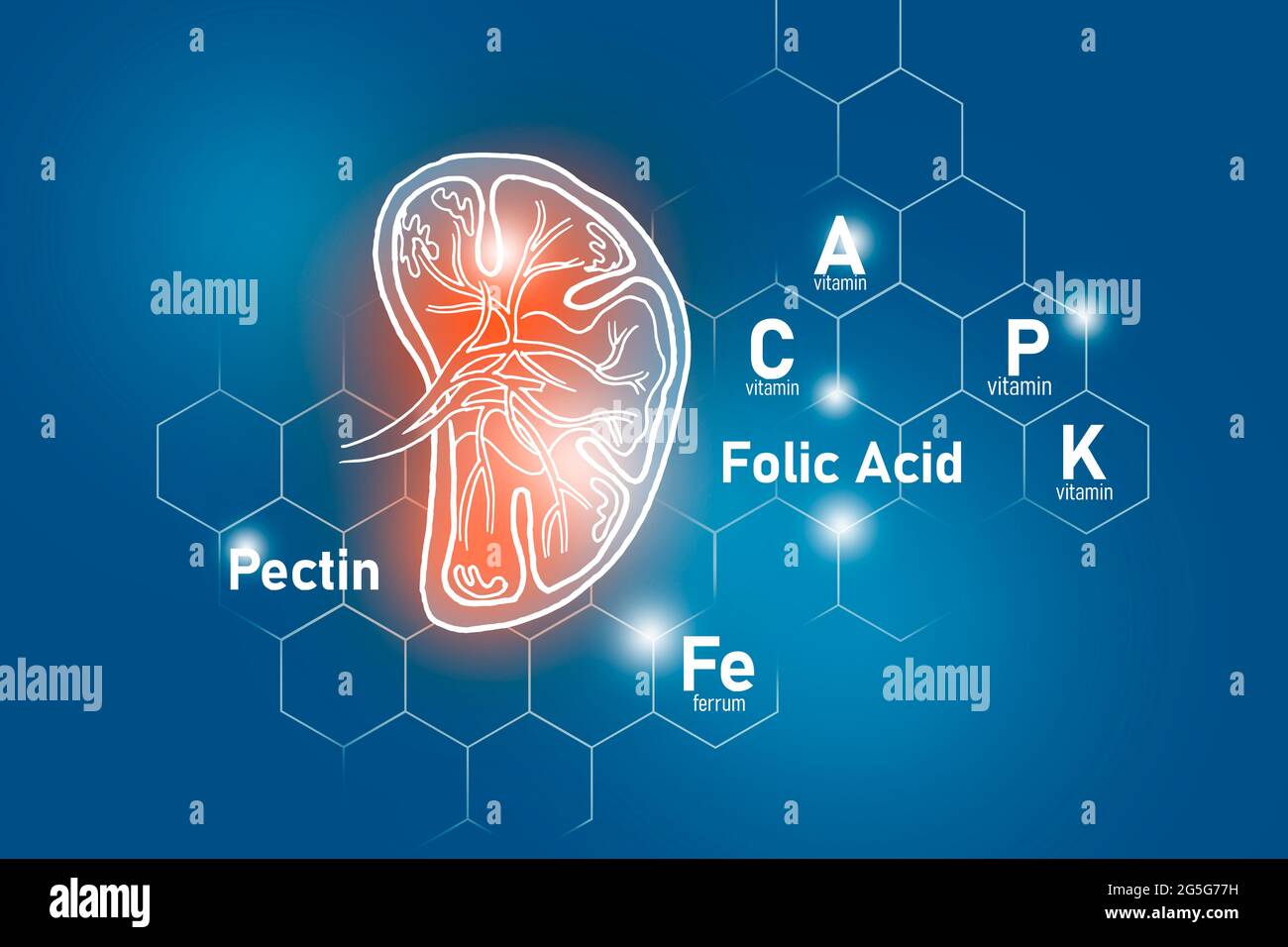 Essential nutrients for Spleen health including Pectin, Folic Acid, Vitamin P, Ferrum.Design set of main human organs on blue background. Stock Photo