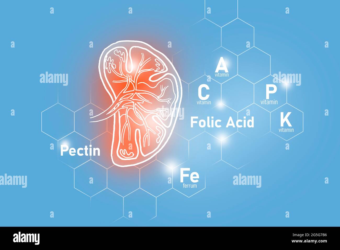 Essential nutrients for Spleen health including Pectin, Folic Acid, Vitamin P, Ferrum.Design set of main human organs on light blue background. Stock Photo