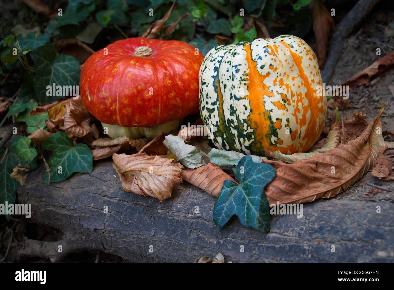 Pile of pumpkins in colors on the ground Stock Photo - Alamy