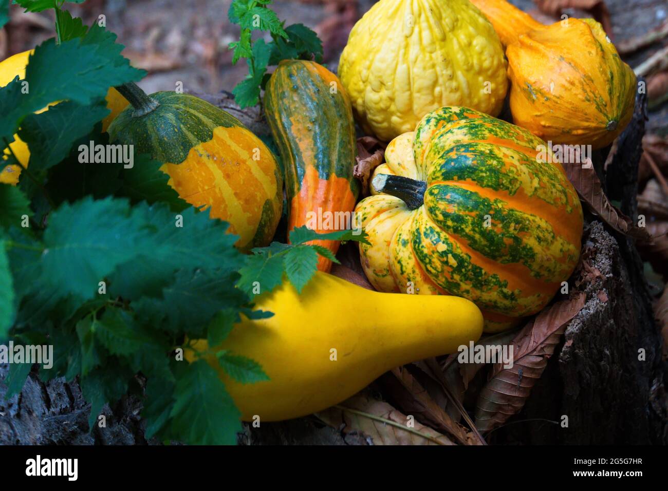 Pile of pumpkins in colors on the ground Stock Photo - Alamy