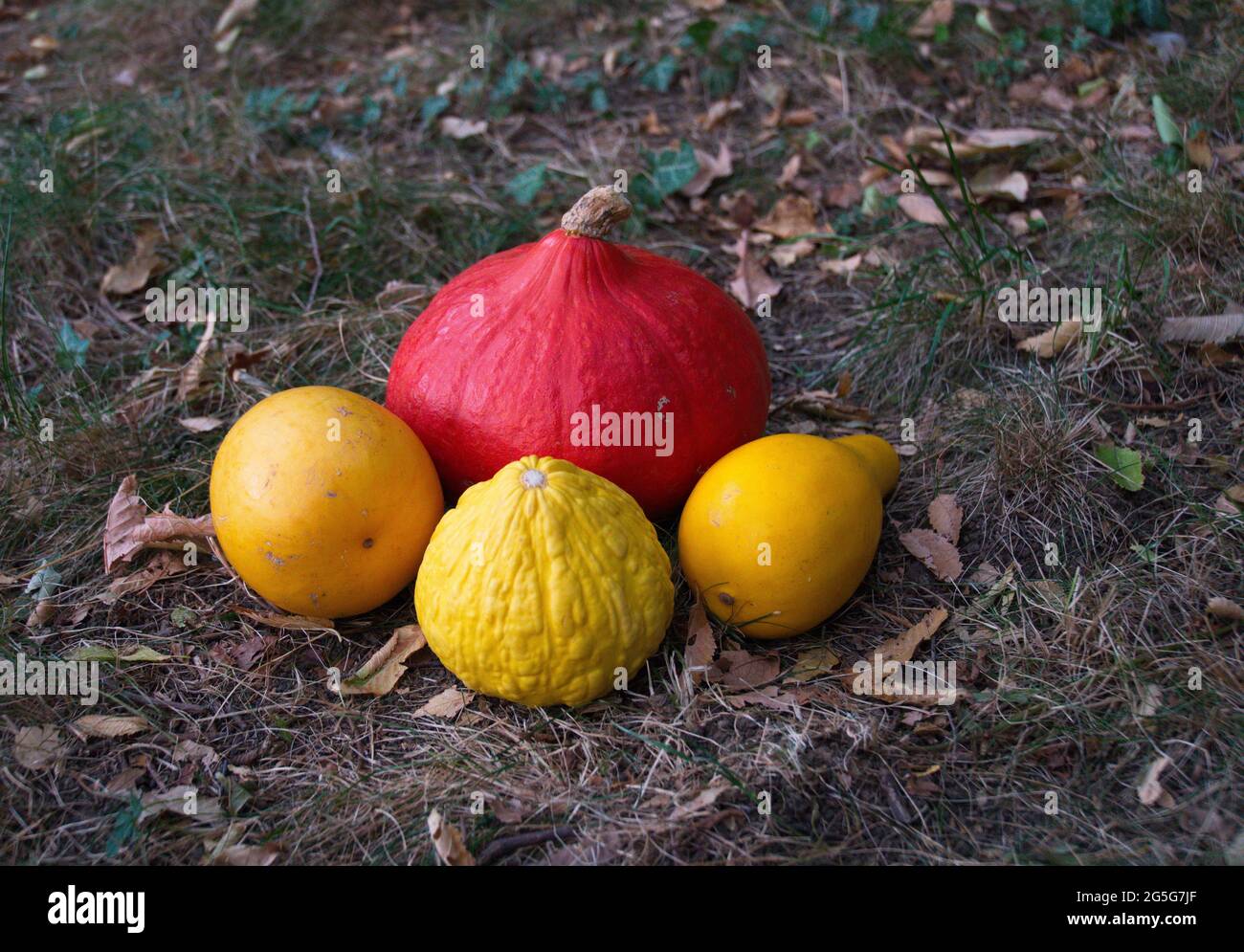 Pile of pumpkins in colors on the ground Stock Photo - Alamy