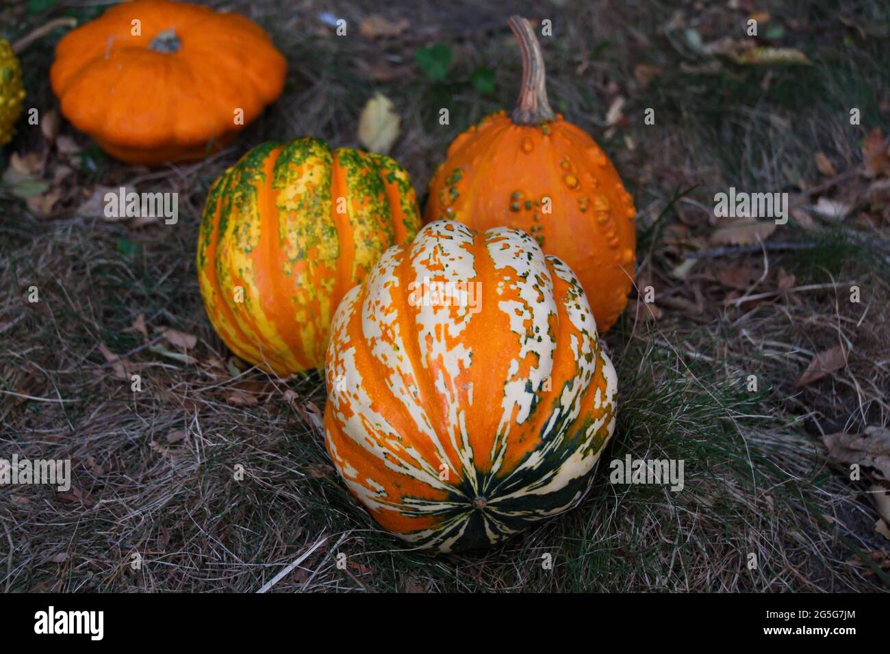 Pile of pumpkins in colors on the ground Stock Photo - Alamy