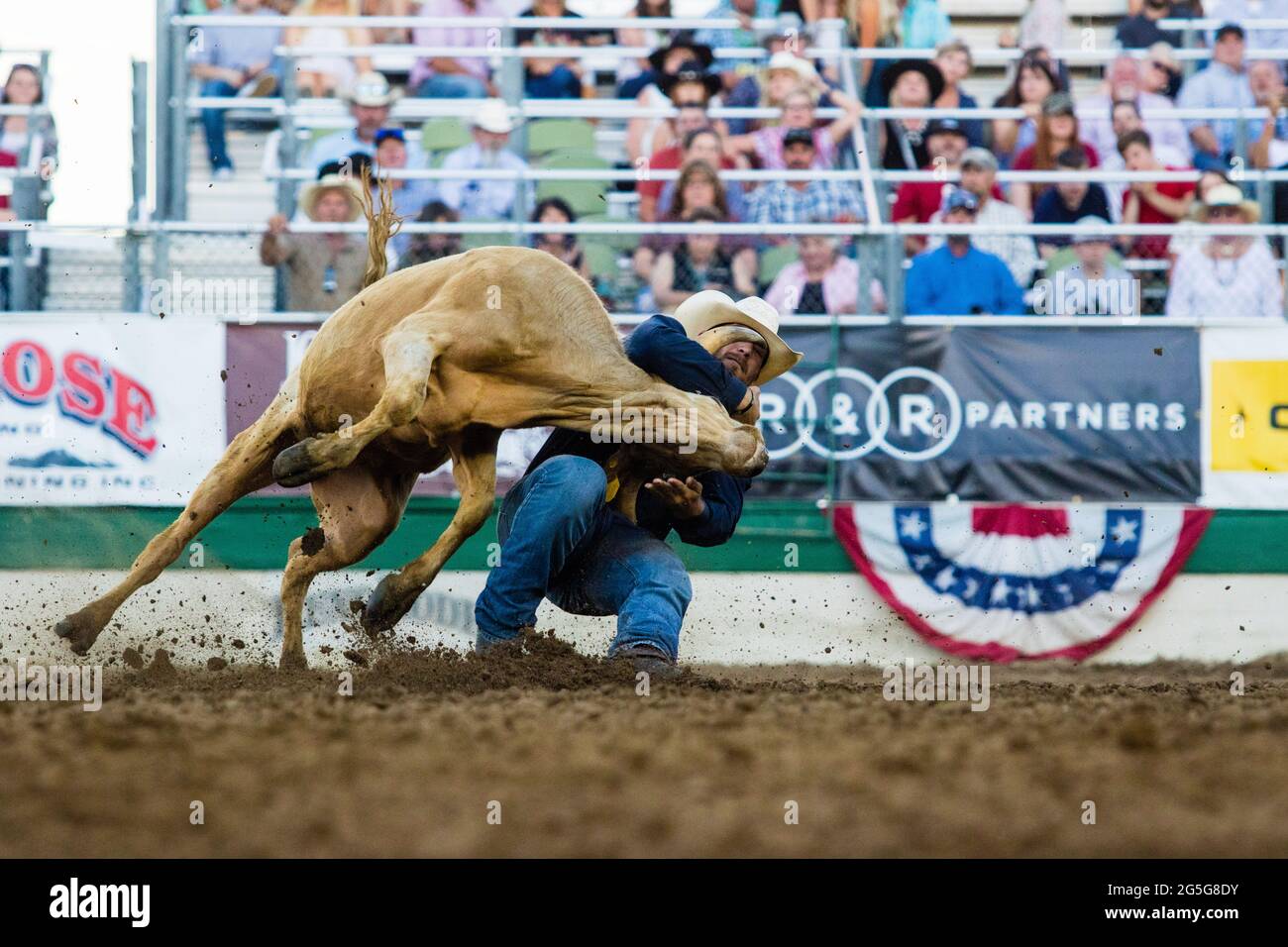 Hunter Cure wrestles a steer becoming the 2021 Reno Rodeo champion. The ...