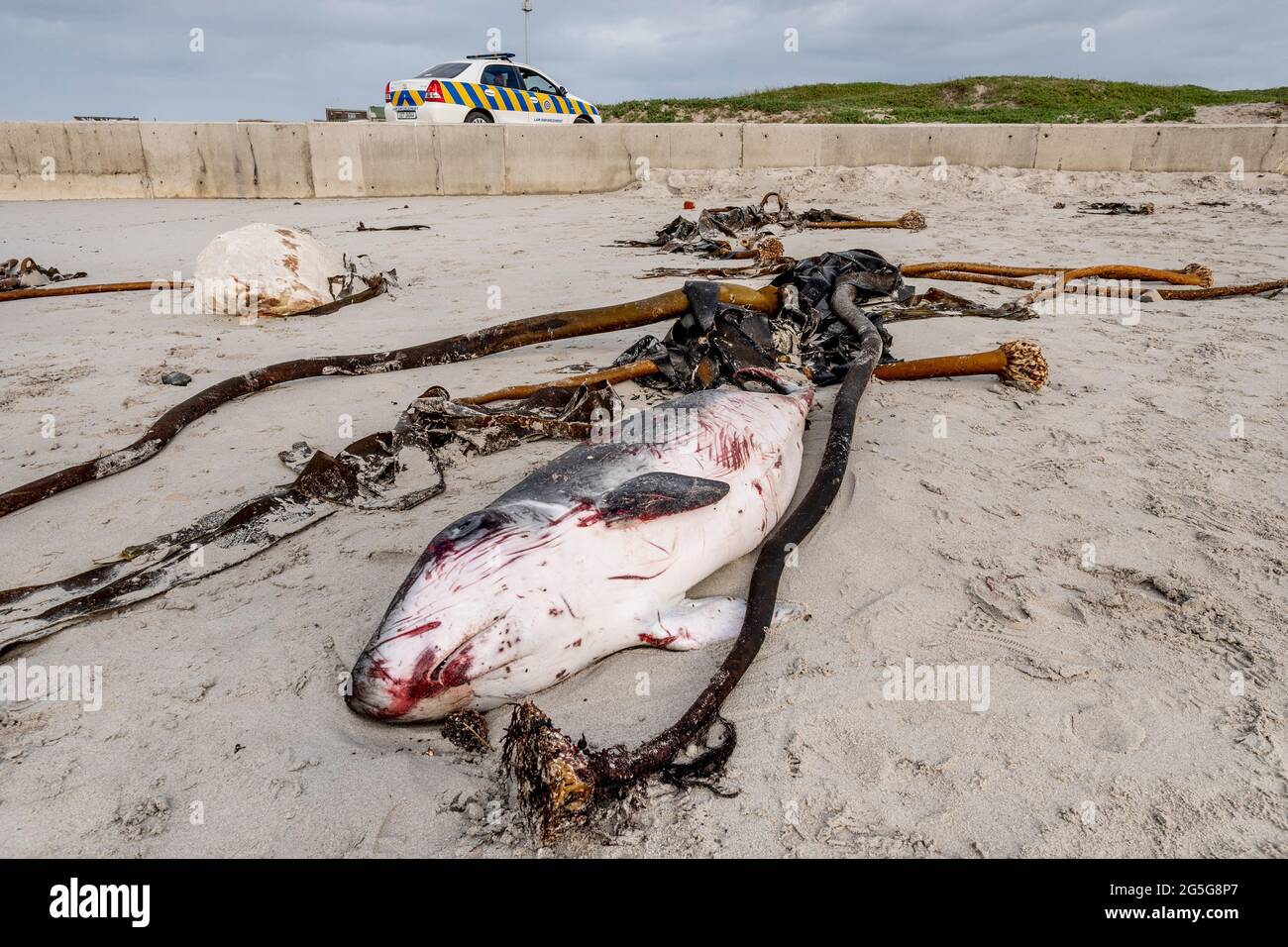 Carcass of a juvenile Pygmy Sperm Whale (Kogia breviceps) on beach at Witsands, near Misty Cliffs, Cape Peninsula, South Africa. Cetacean stranding. Stock Photo