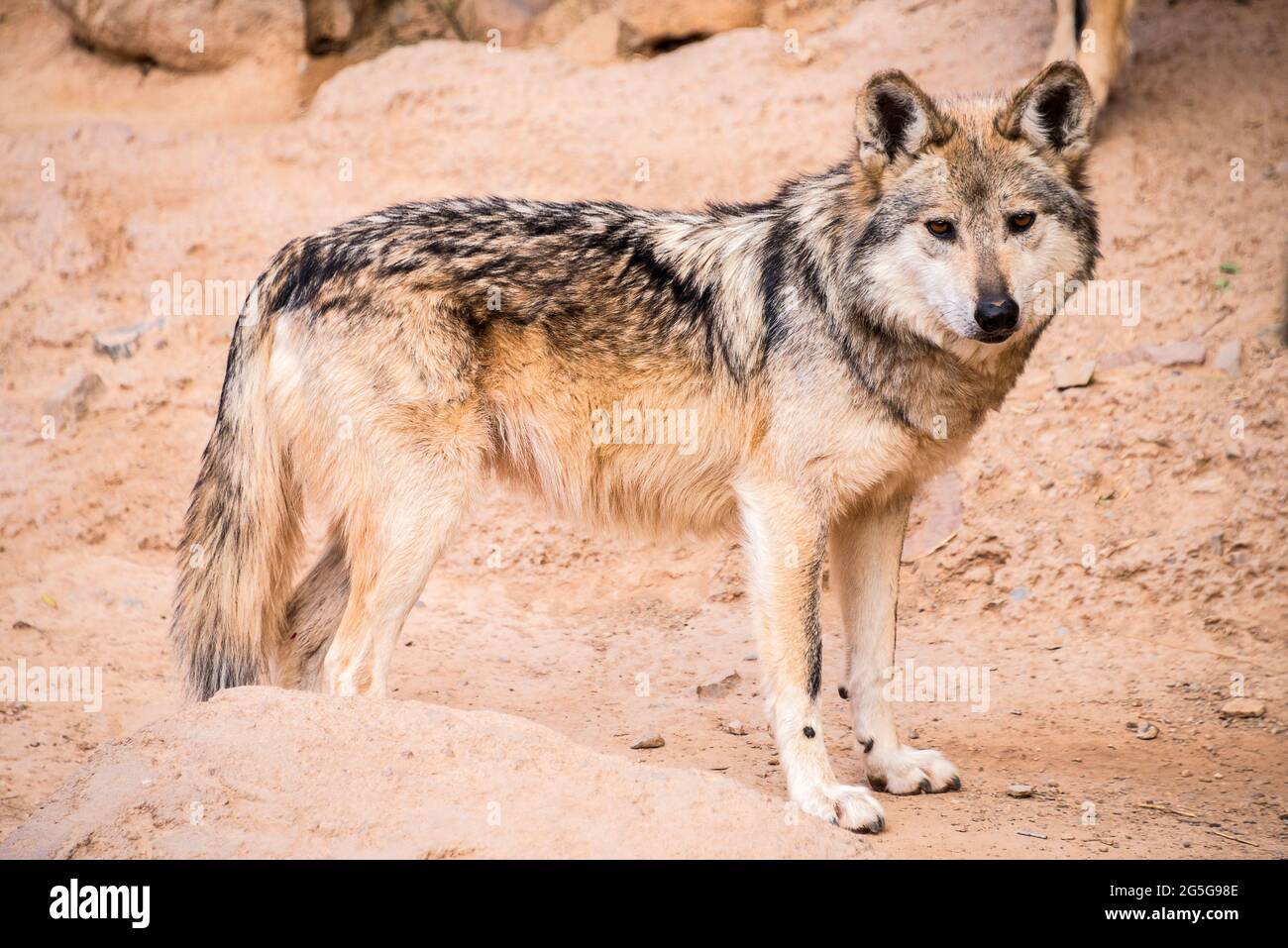 Mexican Grey Wolf Stock Photo - Alamy