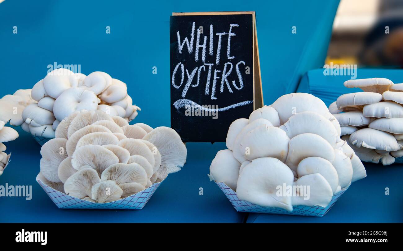 White oyster mushrooms displayed for sale on a pretty blue tablecloth at farmers market Stock Photo