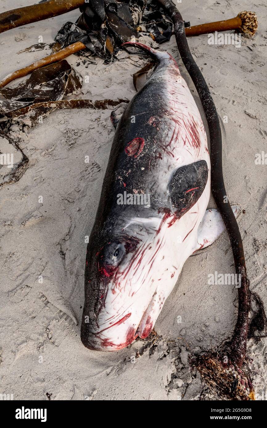 Carcass of a juvenile Pygmy Sperm Whale (Kogia breviceps) on beach at Witsands, near Misty Cliffs, Cape Peninsula, South Africa. Cetacean stranding. Stock Photo