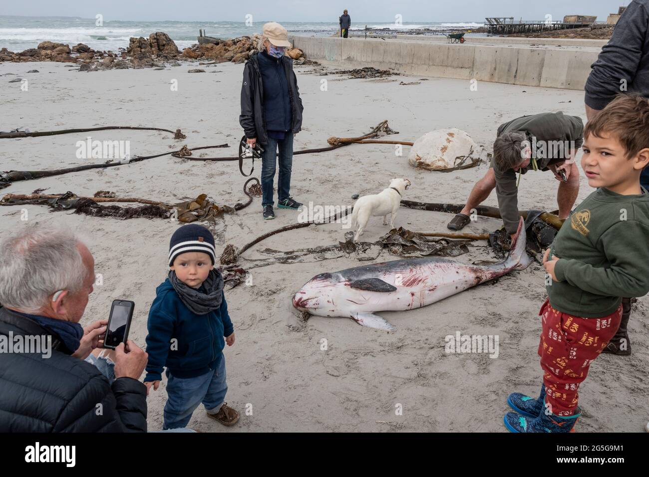 People look at juvenile Pygmy Sperm Whale (Kogia breviceps) carcass washed up on beach at Witsands, near Misty Cliffs, Cape Peninsula, South Africa. Stock Photo