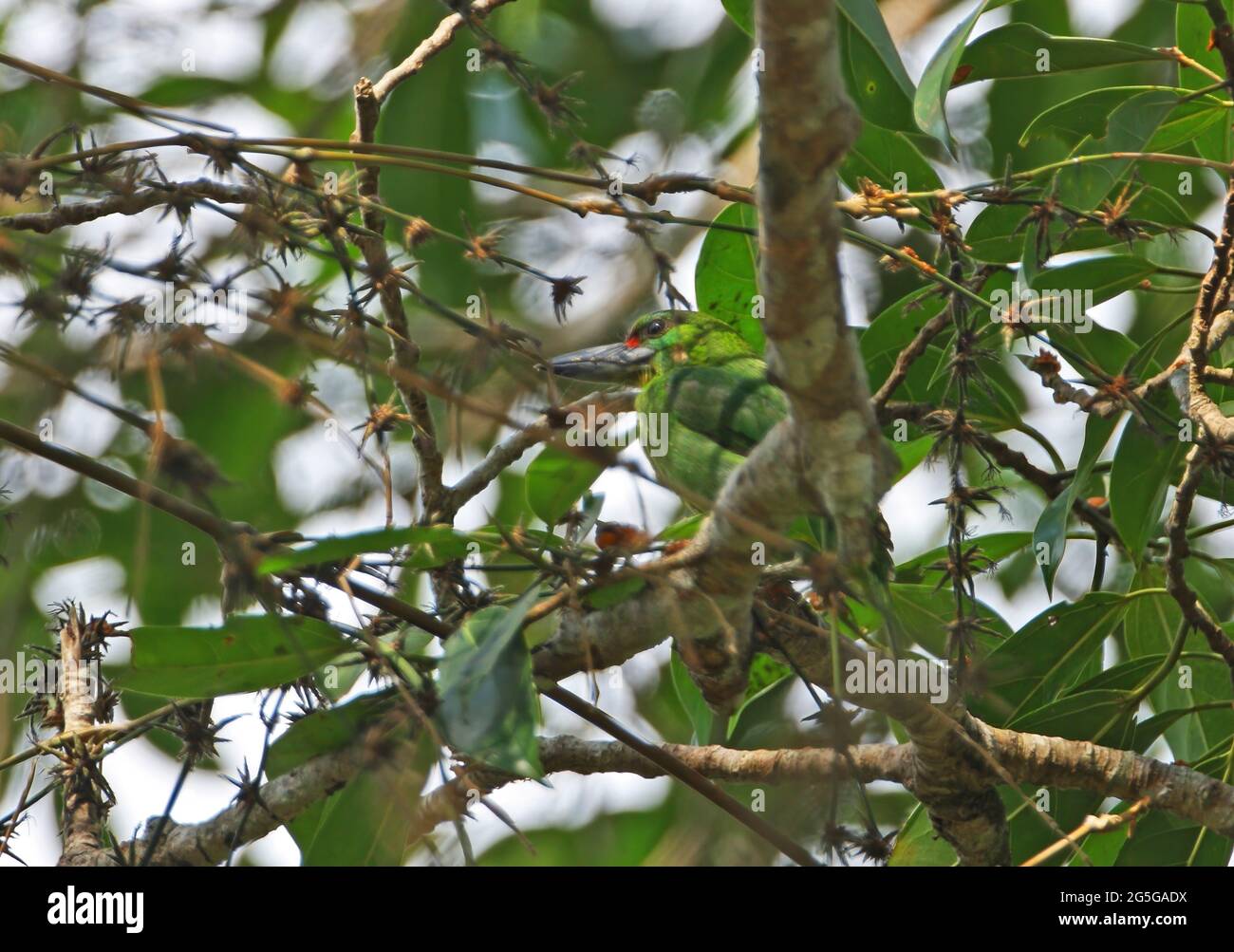 Golden-whiskered Barbet (Megalaima chrysopogon laeta) immature perched on branch in canopy Kaeng Krachen NP, Thailand                 February Stock Photo