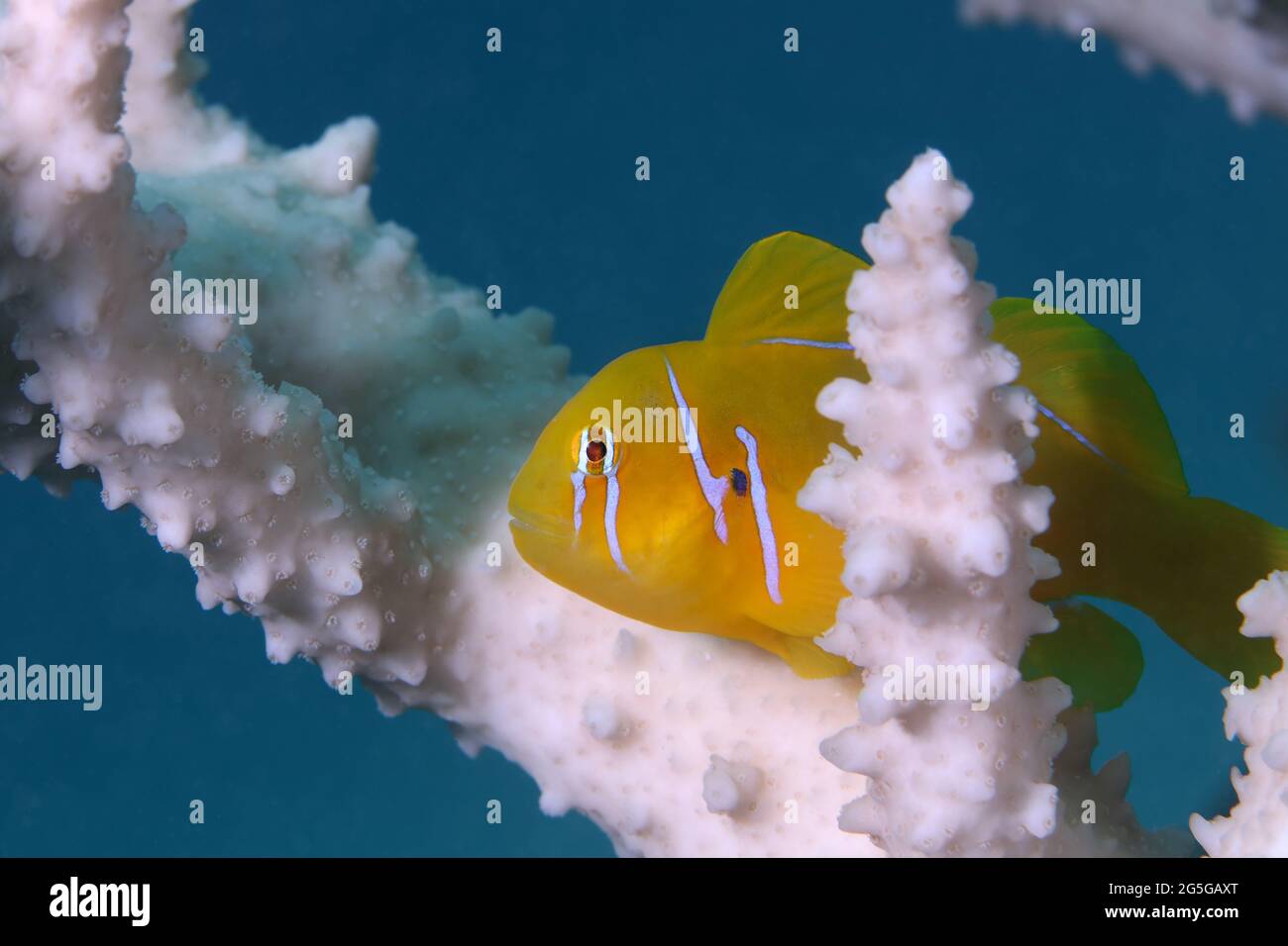 Gobiodon citrinus. Underwater word of the Red Sea. Photo was taken in Makadi Bay, Hurghada, Egypt Stock Photo