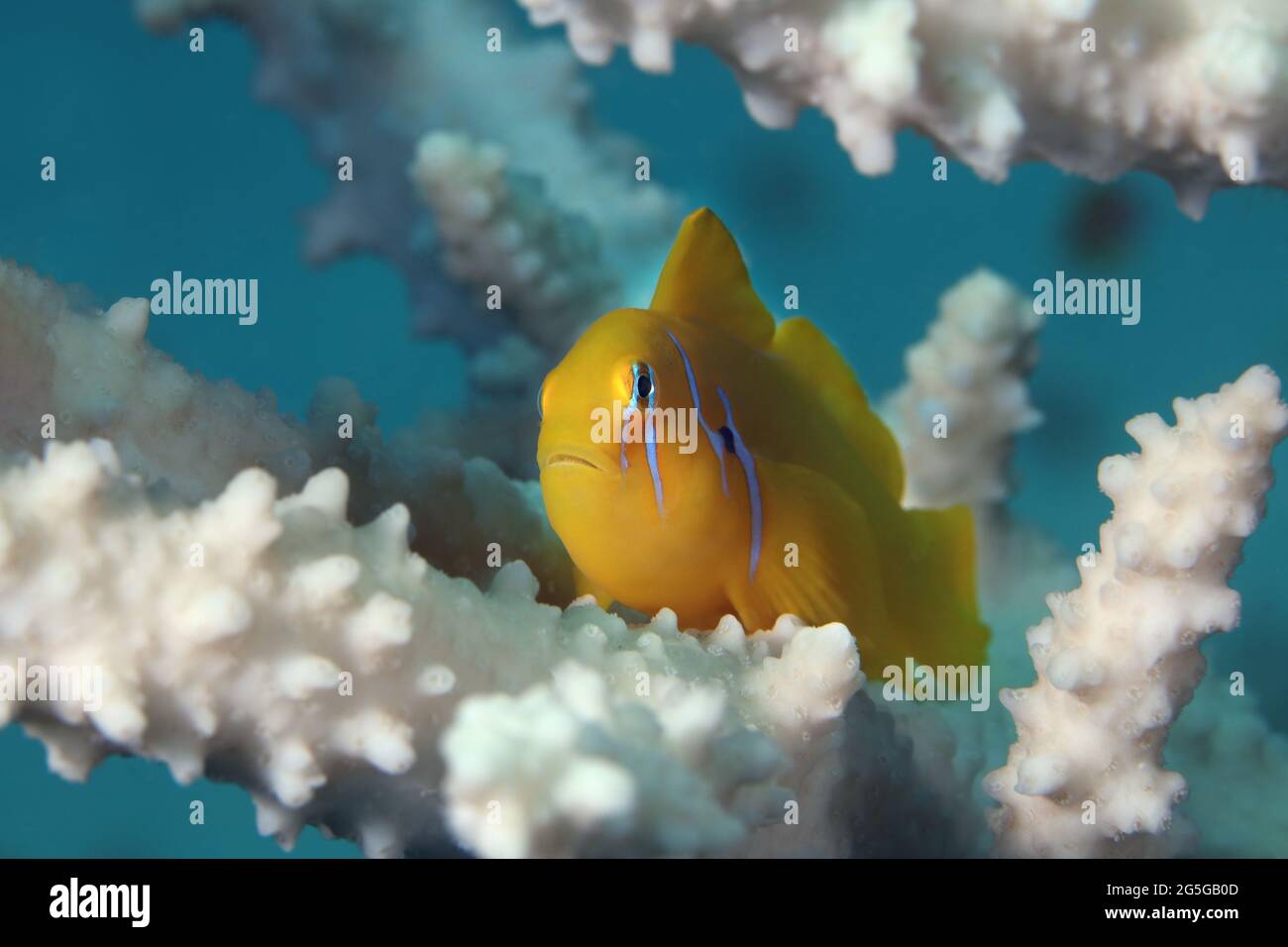Gobiodon citrinus. Underwater word of the Red Sea. Photo was taken in Makadi Bay, Hurghada, Egypt Stock Photo