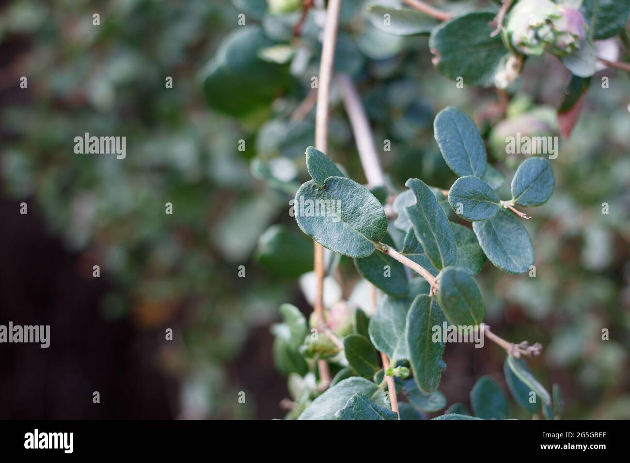 Rounded leaves hi-res stock photography and images - Alamy
