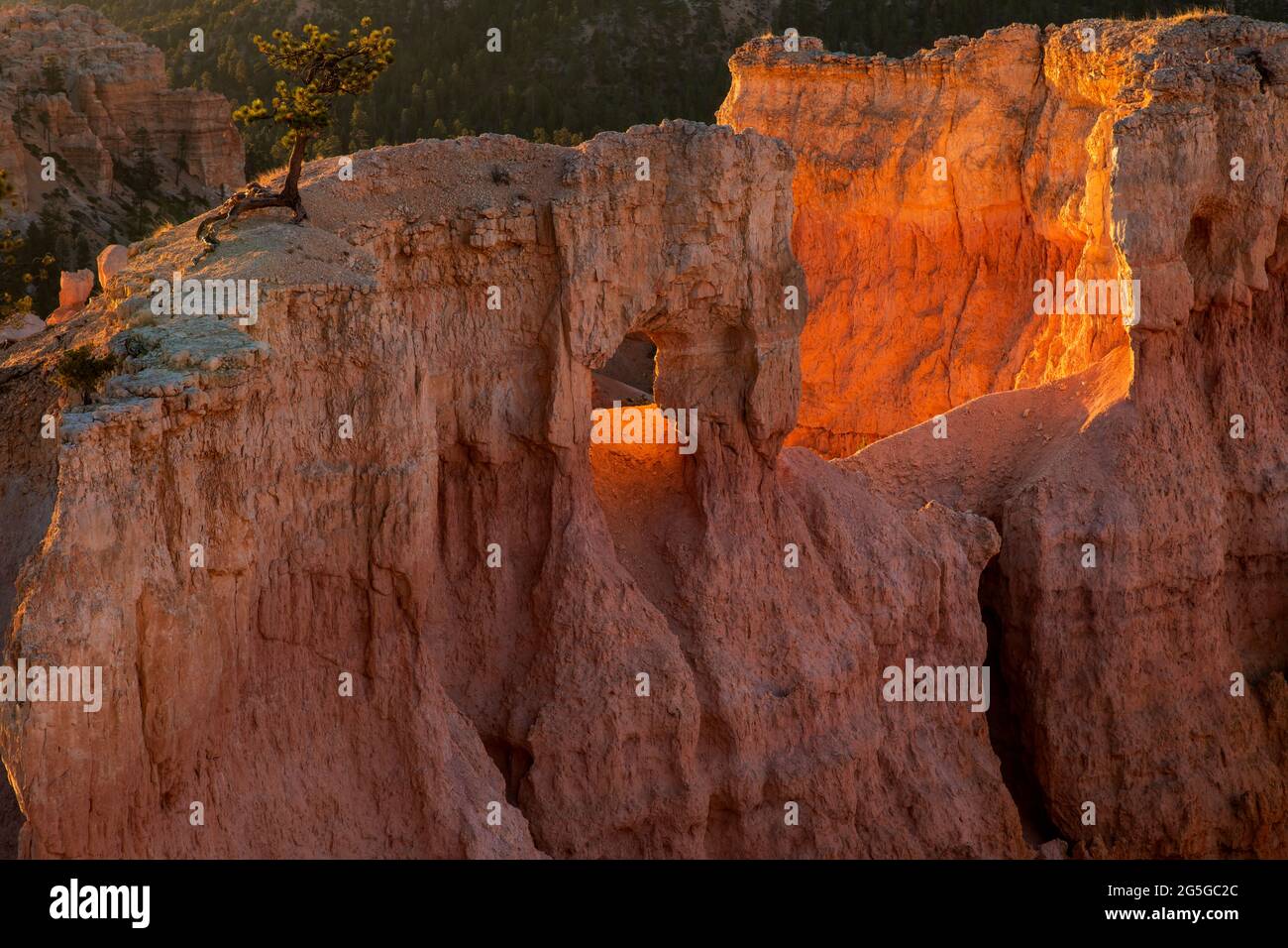 A pine tree growing above a window at sunrise in Bryce Ampitheater, Bryce Canyon National Park Stock Photo