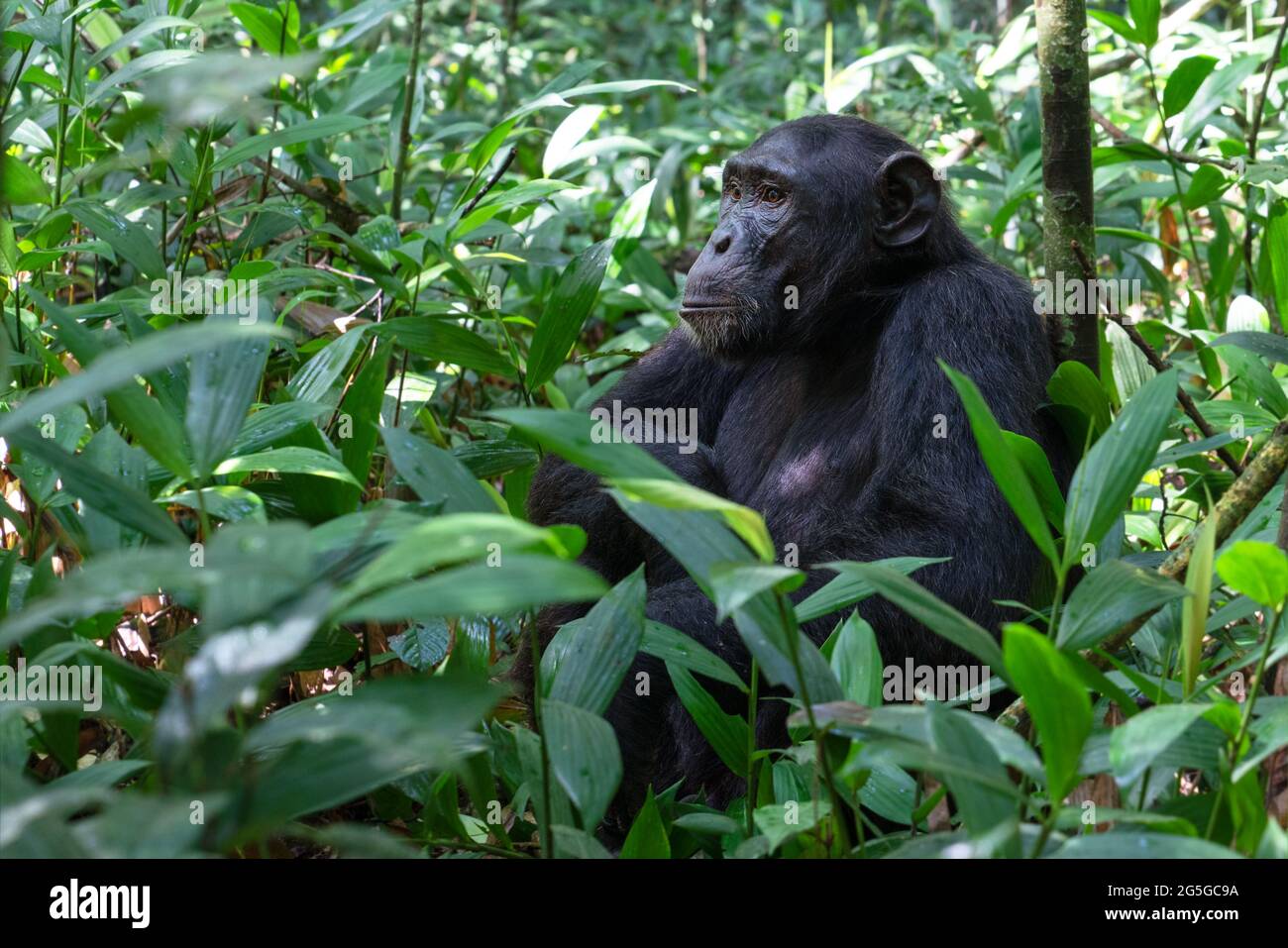 Close up image of chimpanzee within the forest of the Kibale National Park, Uganda, Africa Stock Photo