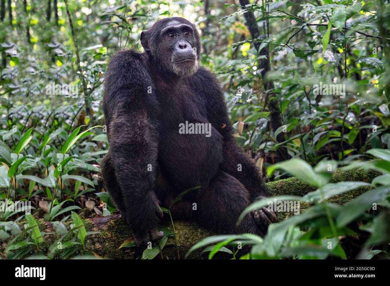 Close up image of chimpanzee within the forest of the Kibale National Park, Uganda, Africa Stock Photo