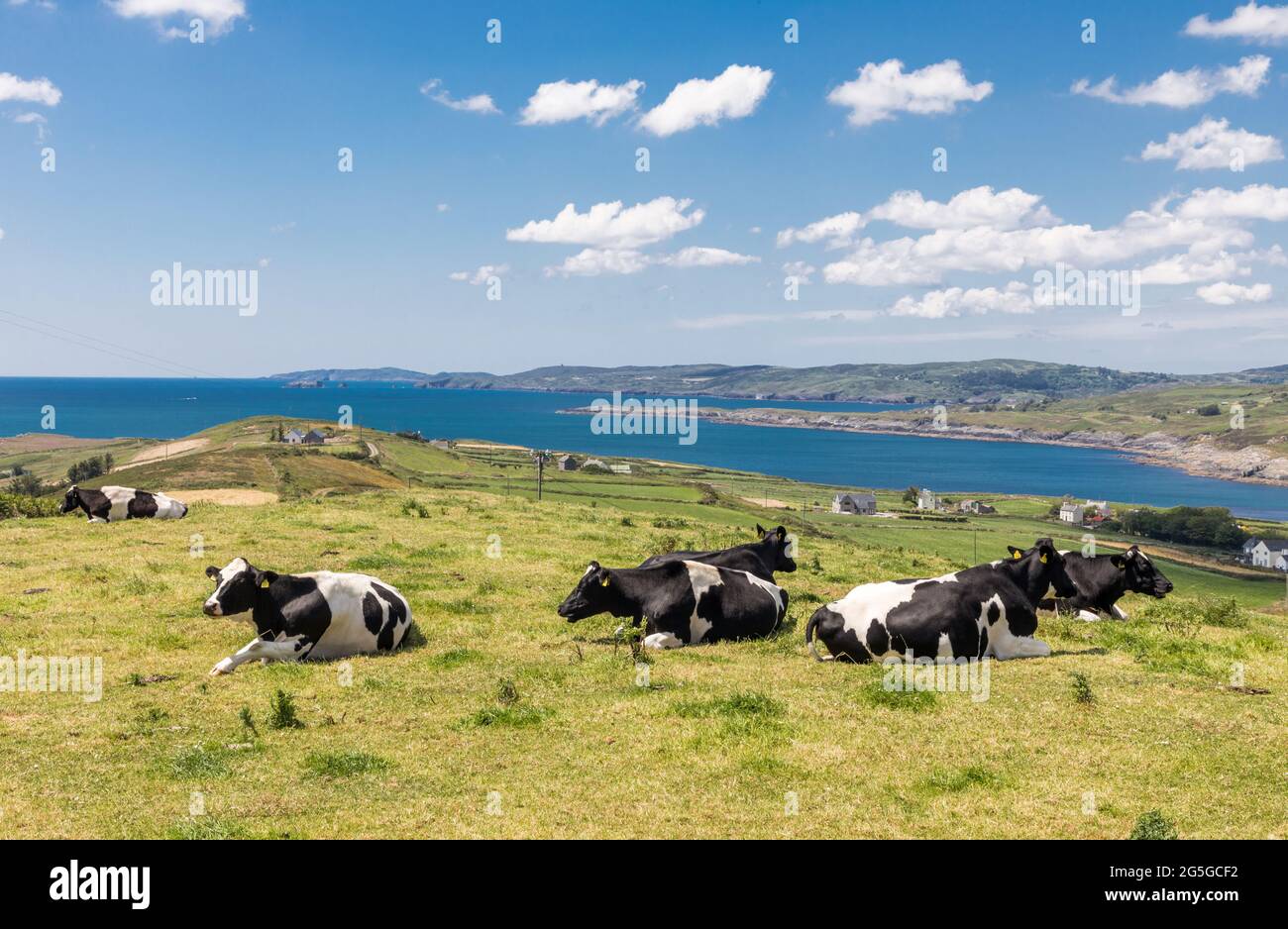 Forthill, Toe Head, Cork, Ireland. 27th June, 2021.  A her of Friesians rest at the top of Forthill on Toe Head, West Cork, Ireland.  - Credit; David Creedon / Alamy Live News Stock Photo