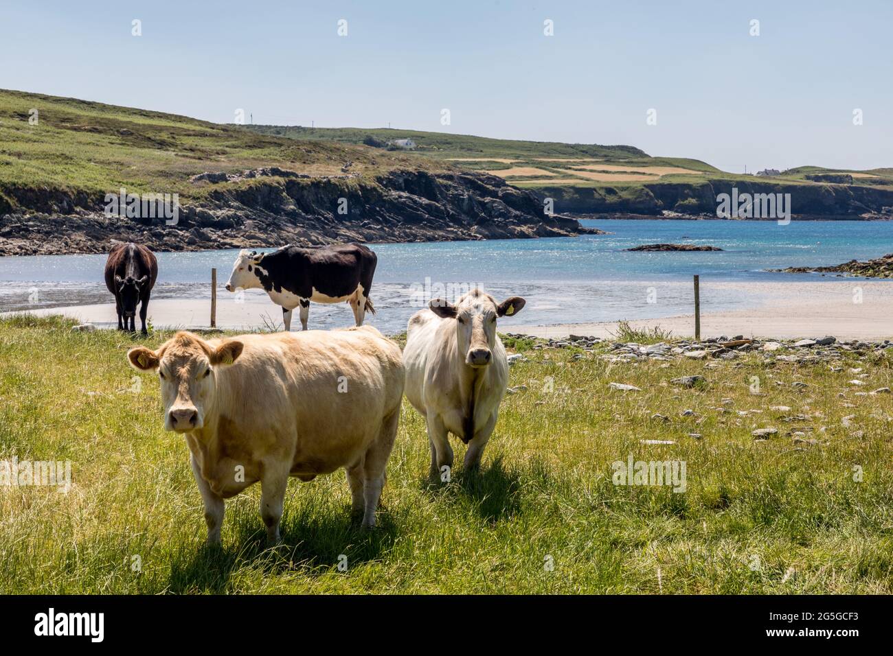 Toe Head, Cork, Ireland. 27th June, 2021. Cattle wander on the sea front at Lickowen strand on Toe Head, West Cork, Ireland. - Credit; David Creedon / Alamy Live News Stock Photo