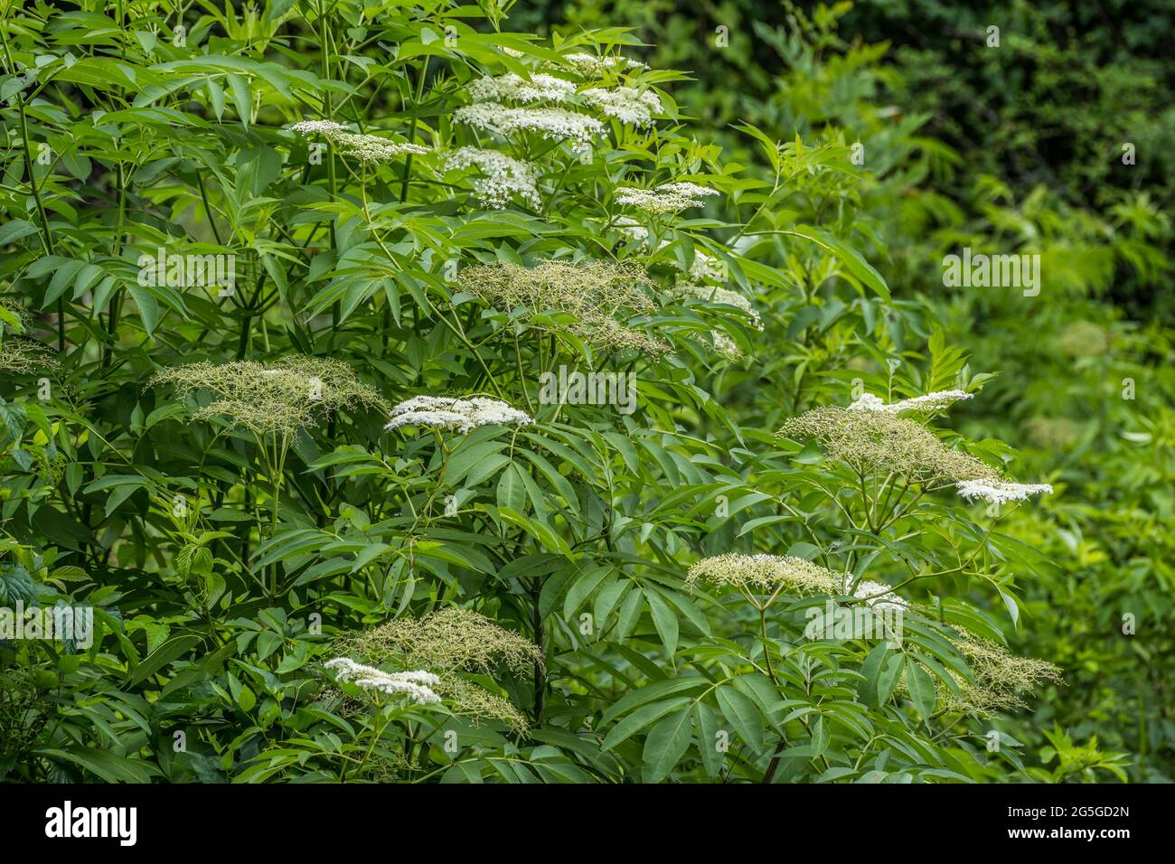 Common elderberry bush with many uses starting to bloom with little white flowers clustered together closeup growing wild in the woodlands on a sunny Stock Photo