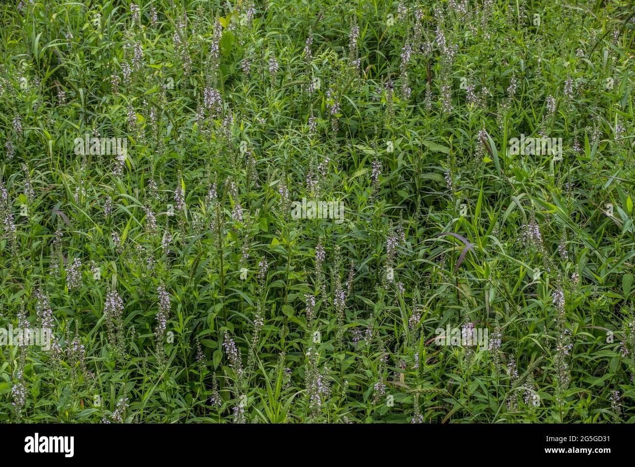 American germander also know as wood sage growing wild in a open field in the woodlands with little white to purple color flowers on the tall spiky pl Stock Photo