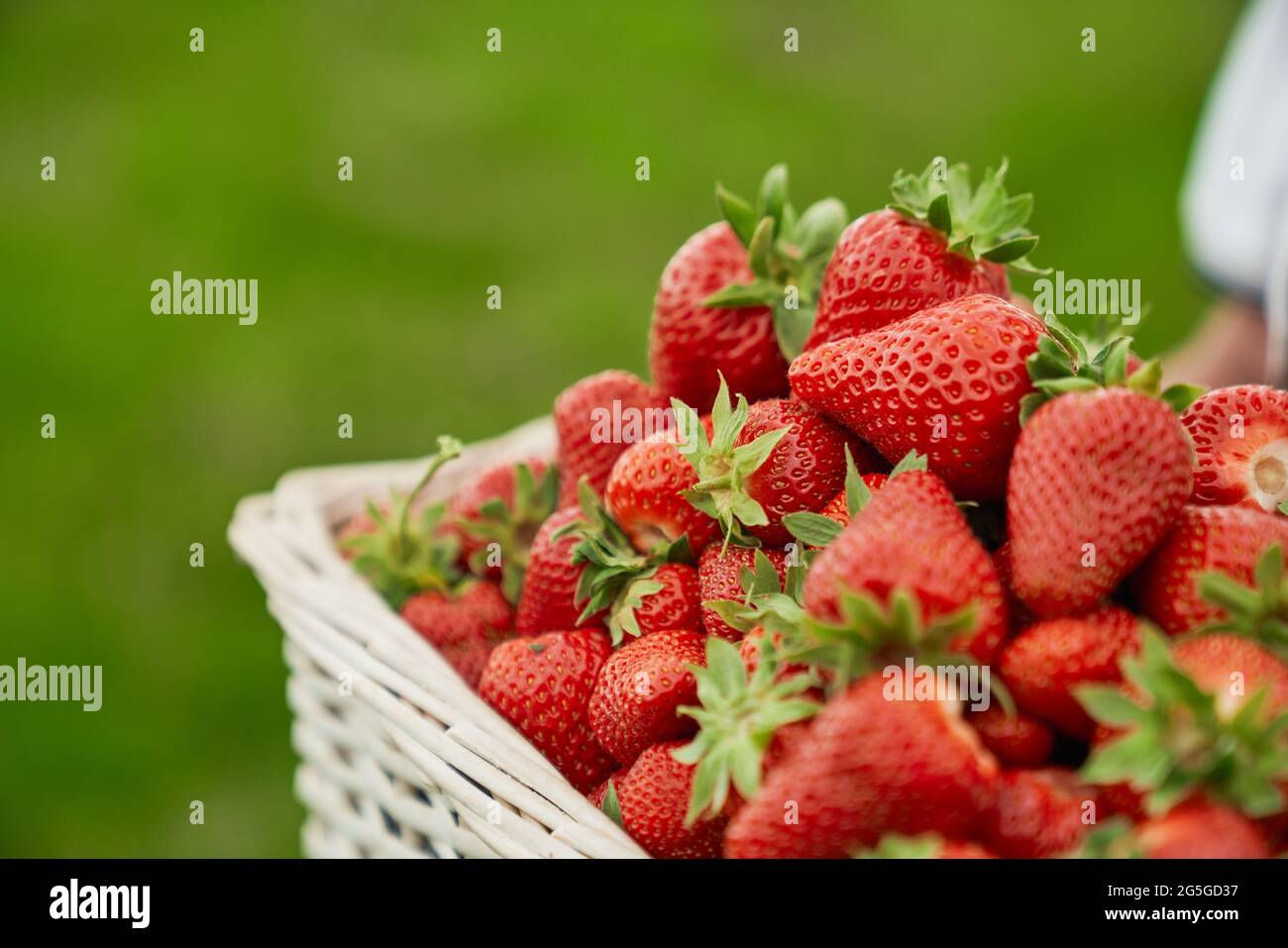 Close up of man in special clothes holding basket with tasty fresh appetizing ripe strawberries. Concept of agriculture strawberry in modern greenhouse.  Stock Photo