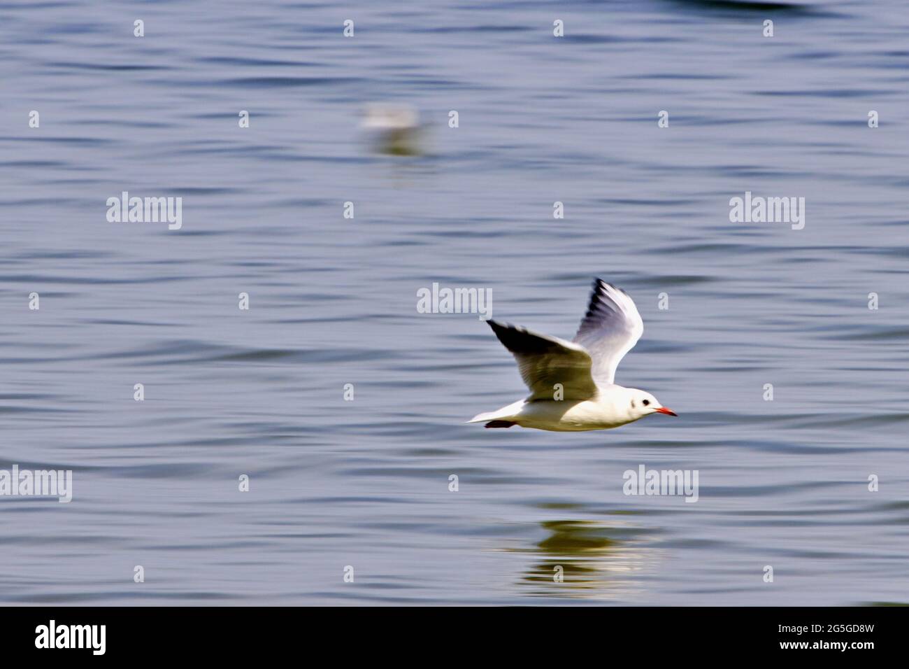 Seagull flying over open water Stock Photo