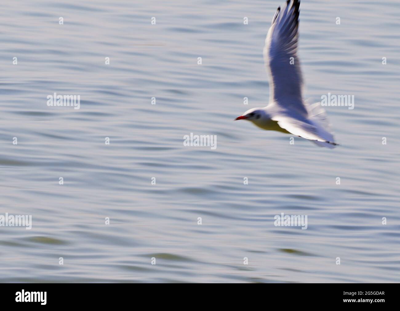 Seagull flying over open water Stock Photo