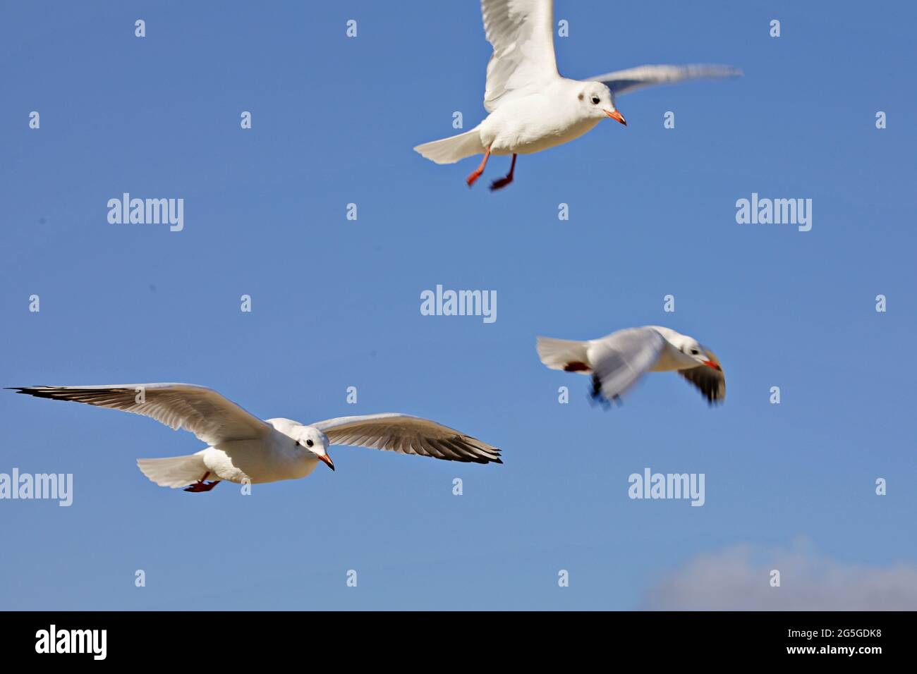 Seagulls soaring over the sea Stock Photo