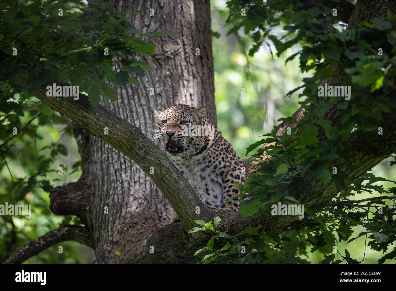 Leopard print seamless repeat hi-res stock photography and images - Alamy