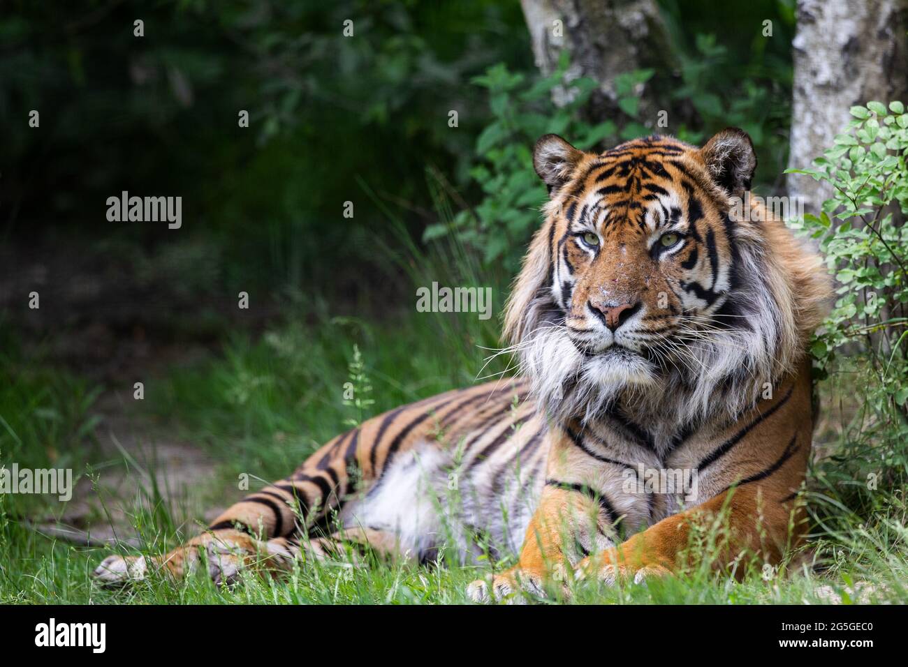 Illustration Of Indonesian Sumatran Tiger, Tiger, Tiger Illustration, Tigers  PNG Transparent Clipart Image and PSD File for Free Download