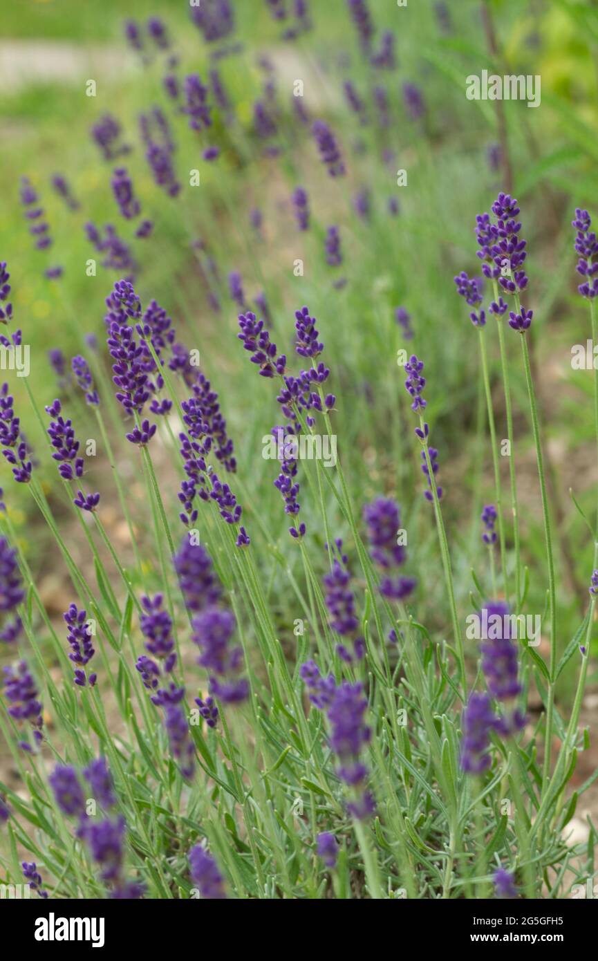 Lavandula augustifolia Hidcote, English lavender plants in the front of a border, summer UK Stock Photo