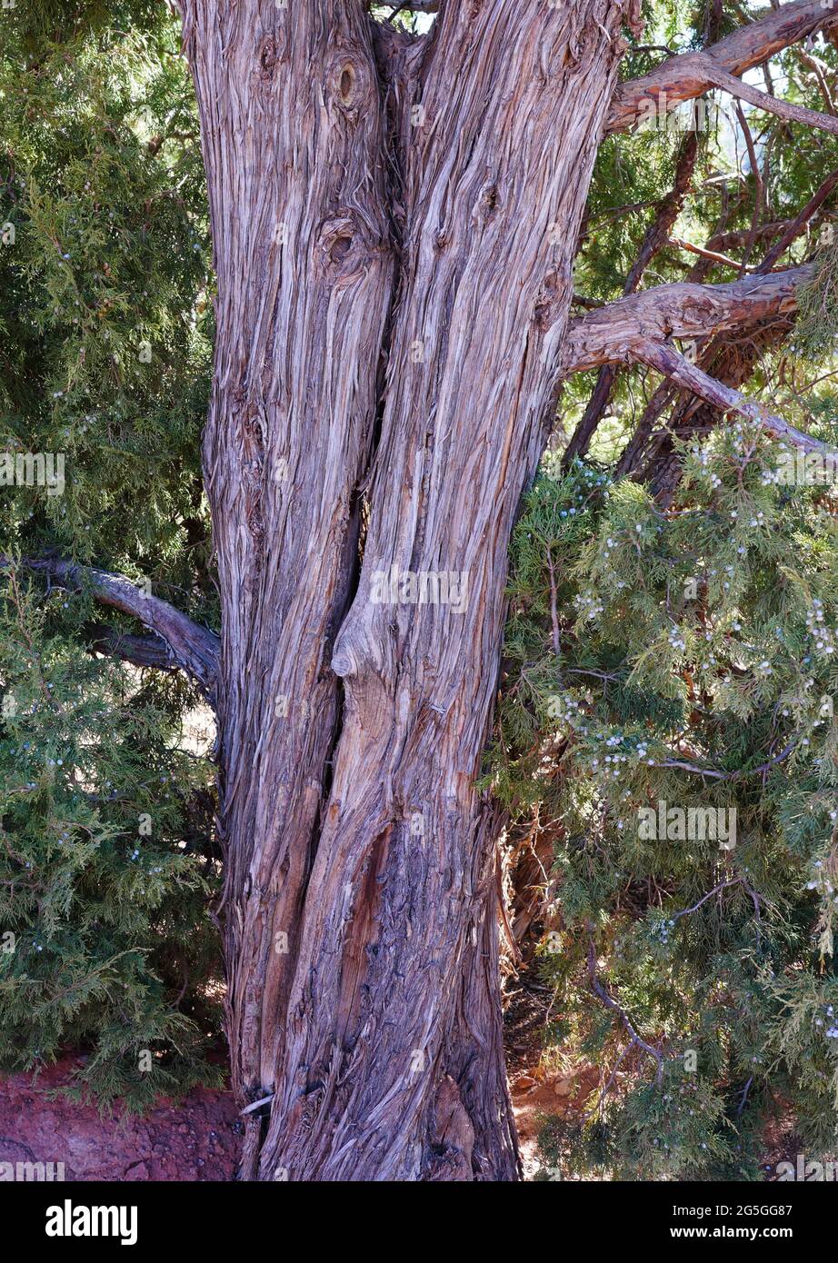 View of a one-seed juniper tree in Colorado, United States Stock Photo