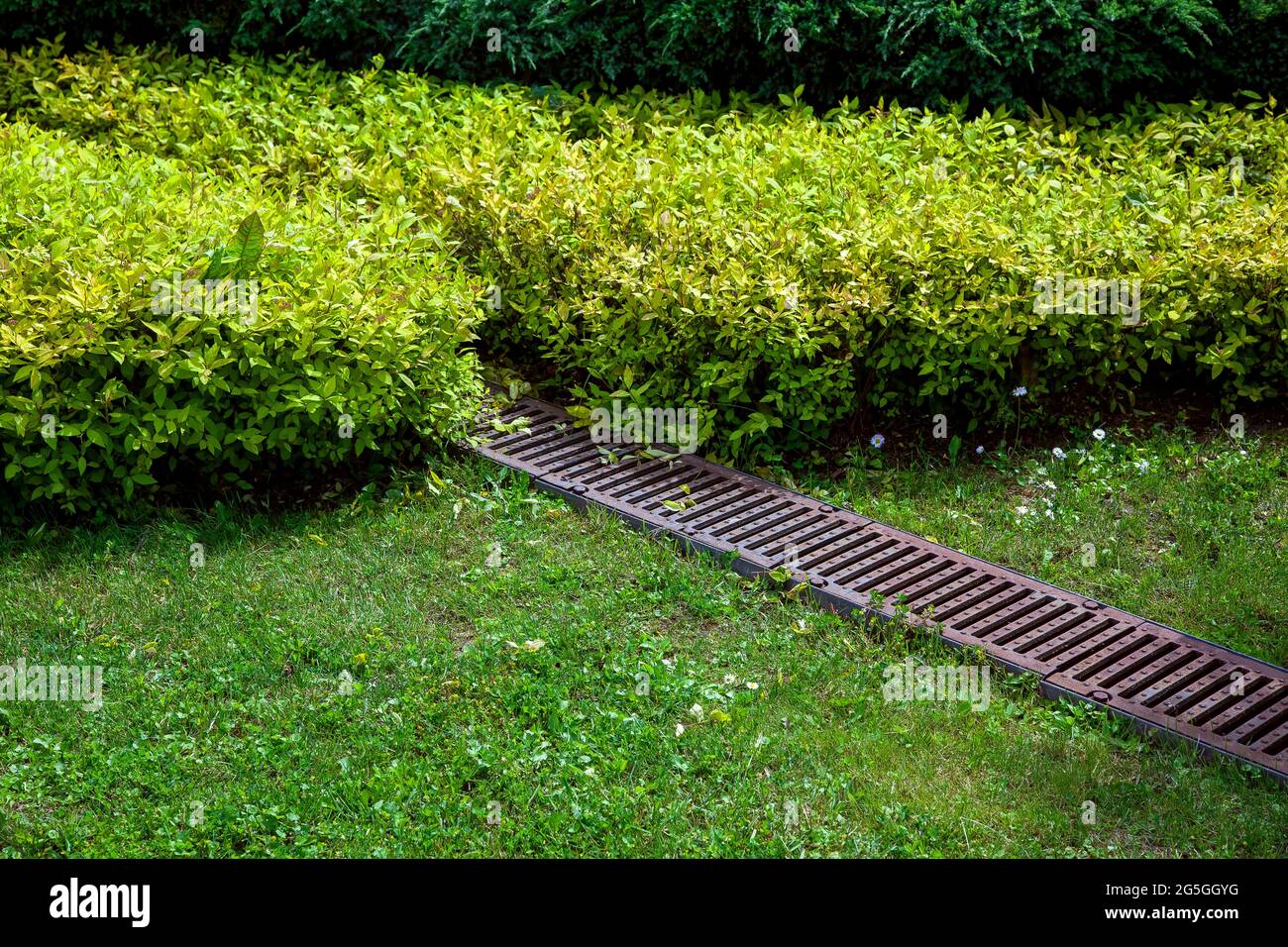 grate drainage system on the lawn with green grass and bushes in the backyard garden, rainwater drainage system in the park among the plants, nobody. Stock Photo