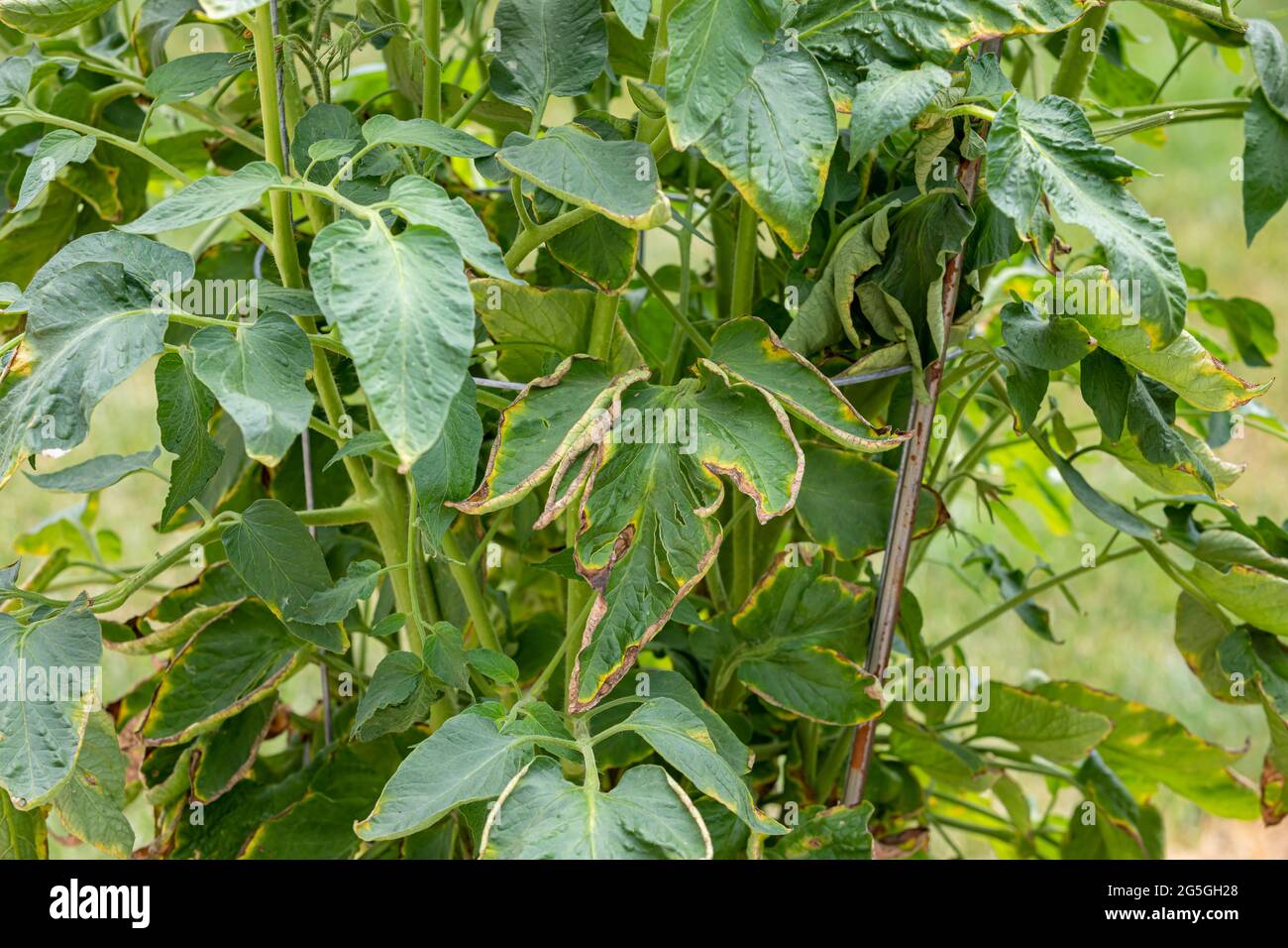 Tomato plant with brown and yellow leaf wilting. Garden, plant health and gardening problems concept Stock Photo