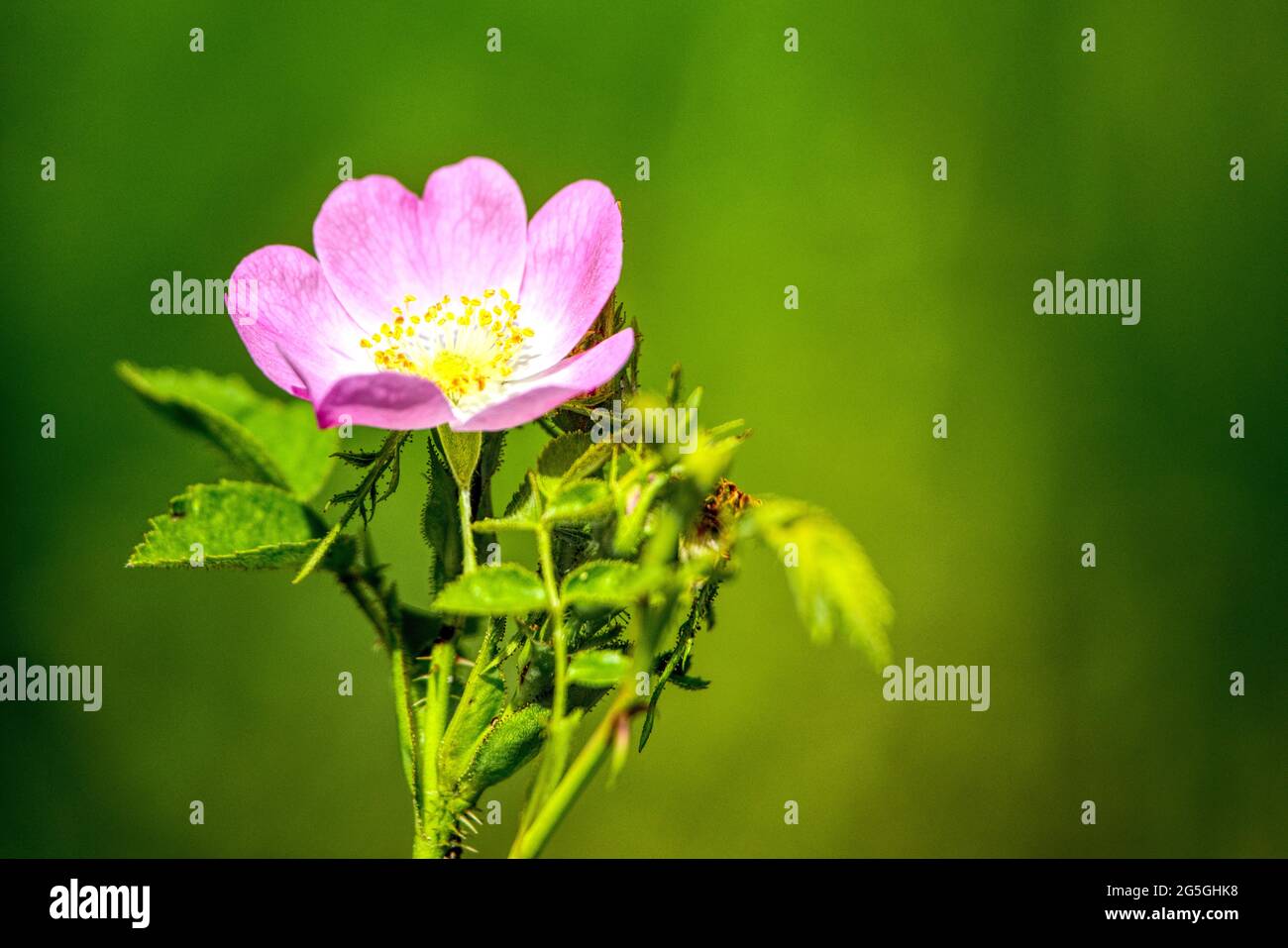 close up of blooming flower in spring Stock Photo
