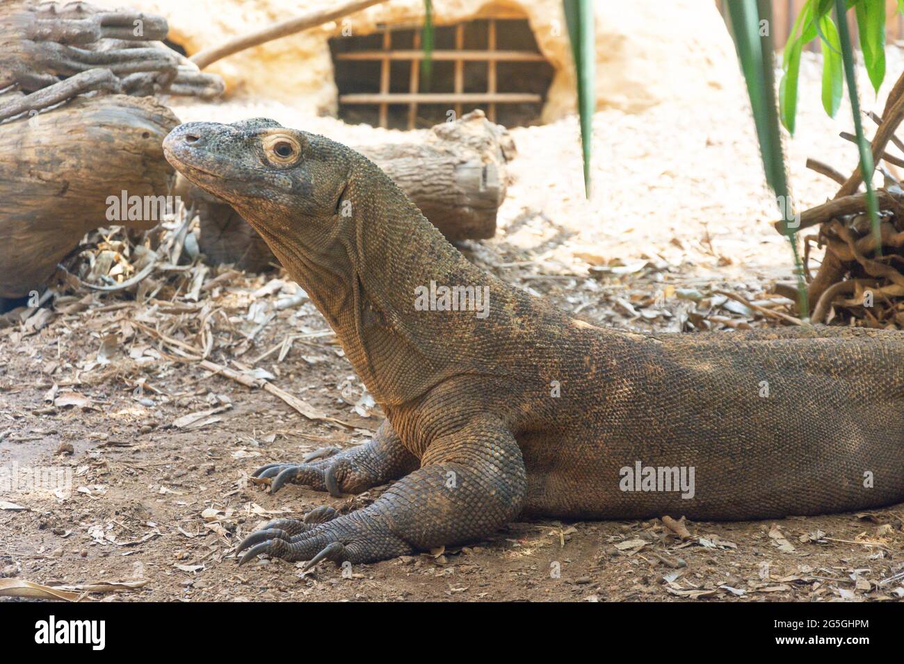 Komodo Dragons — City of Albuquerque