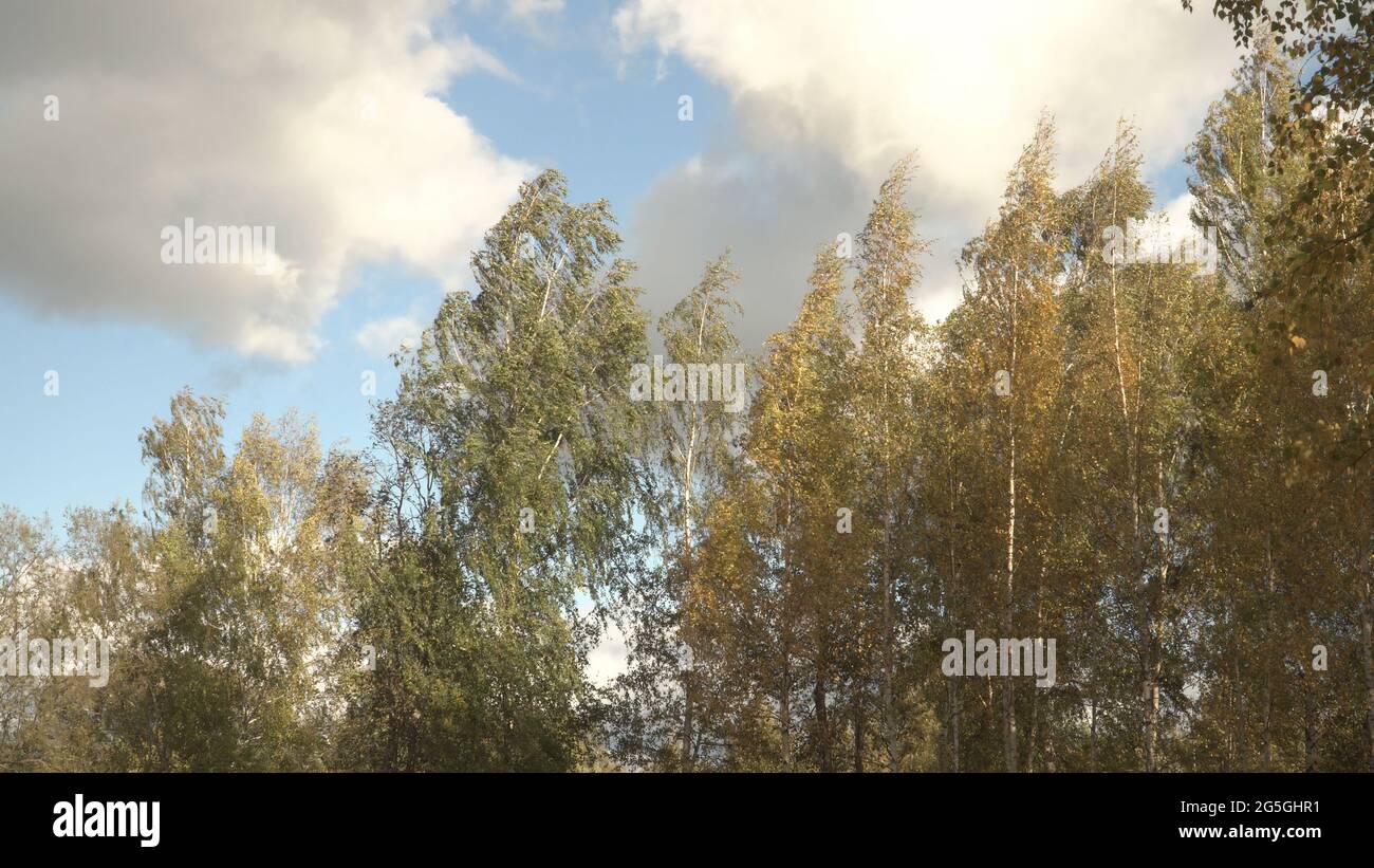 Strong wind in treetops hi-res stock photography and images - Alamy