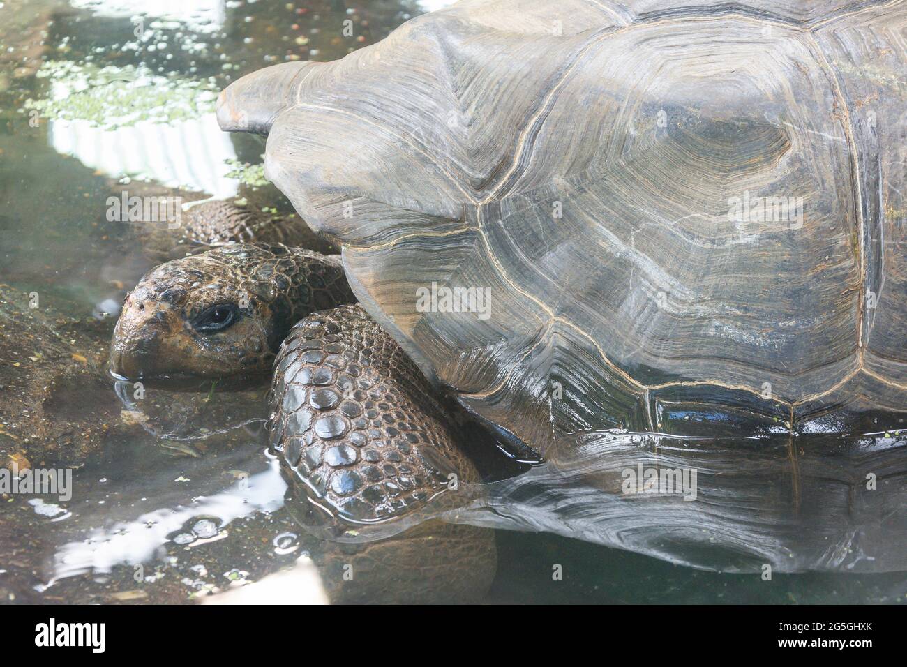 Galapagos giant tortoise, ZSL London Zoo, Regent's Park, City of Westminster, Greater London, England, United Kingdom Stock Photo