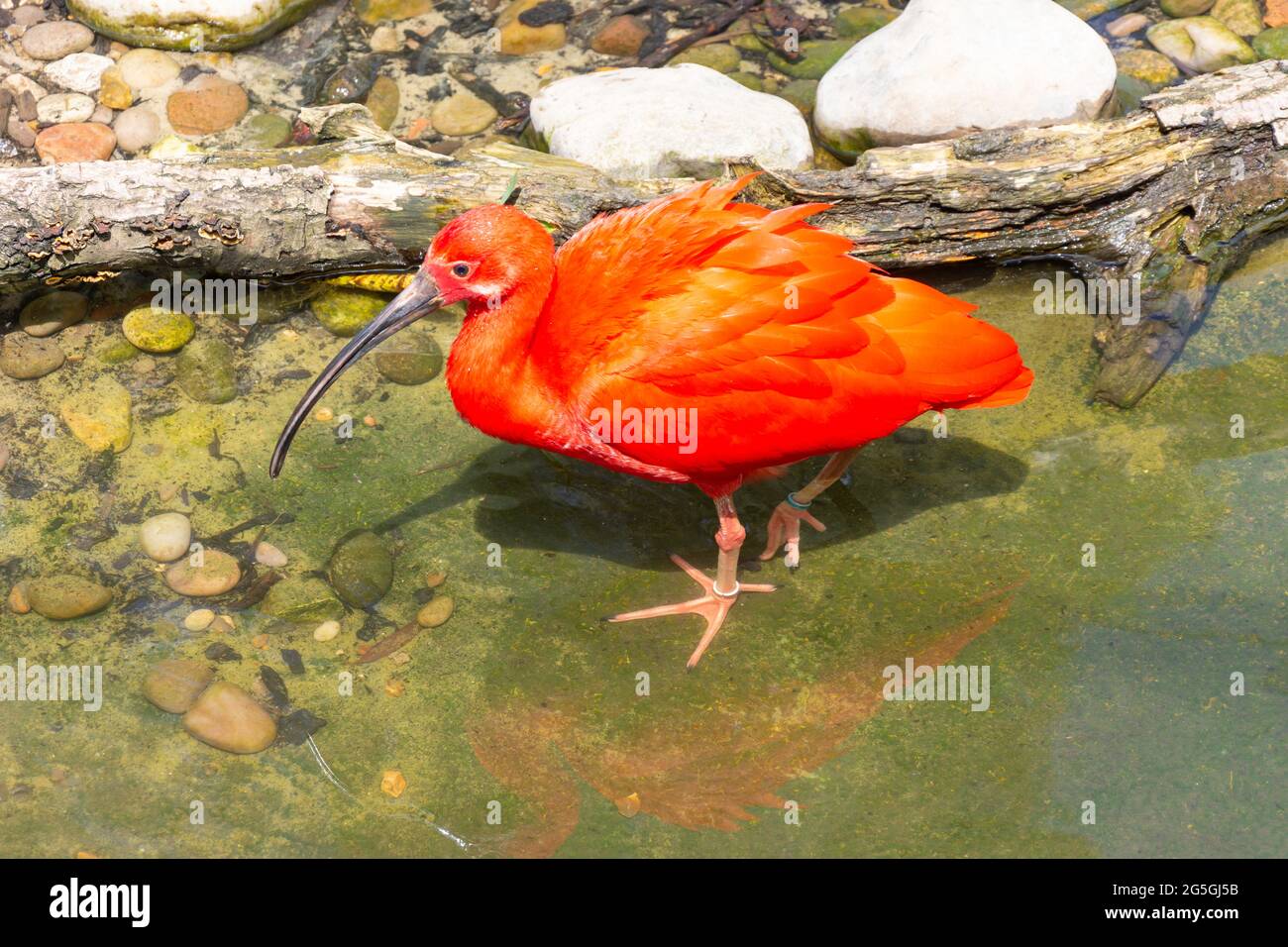 Scarlet Ibis in bird aviary at ZSL London Zoo, Regent's Park, City of Westminster, Greater London, England, United Kingdom Stock Photo